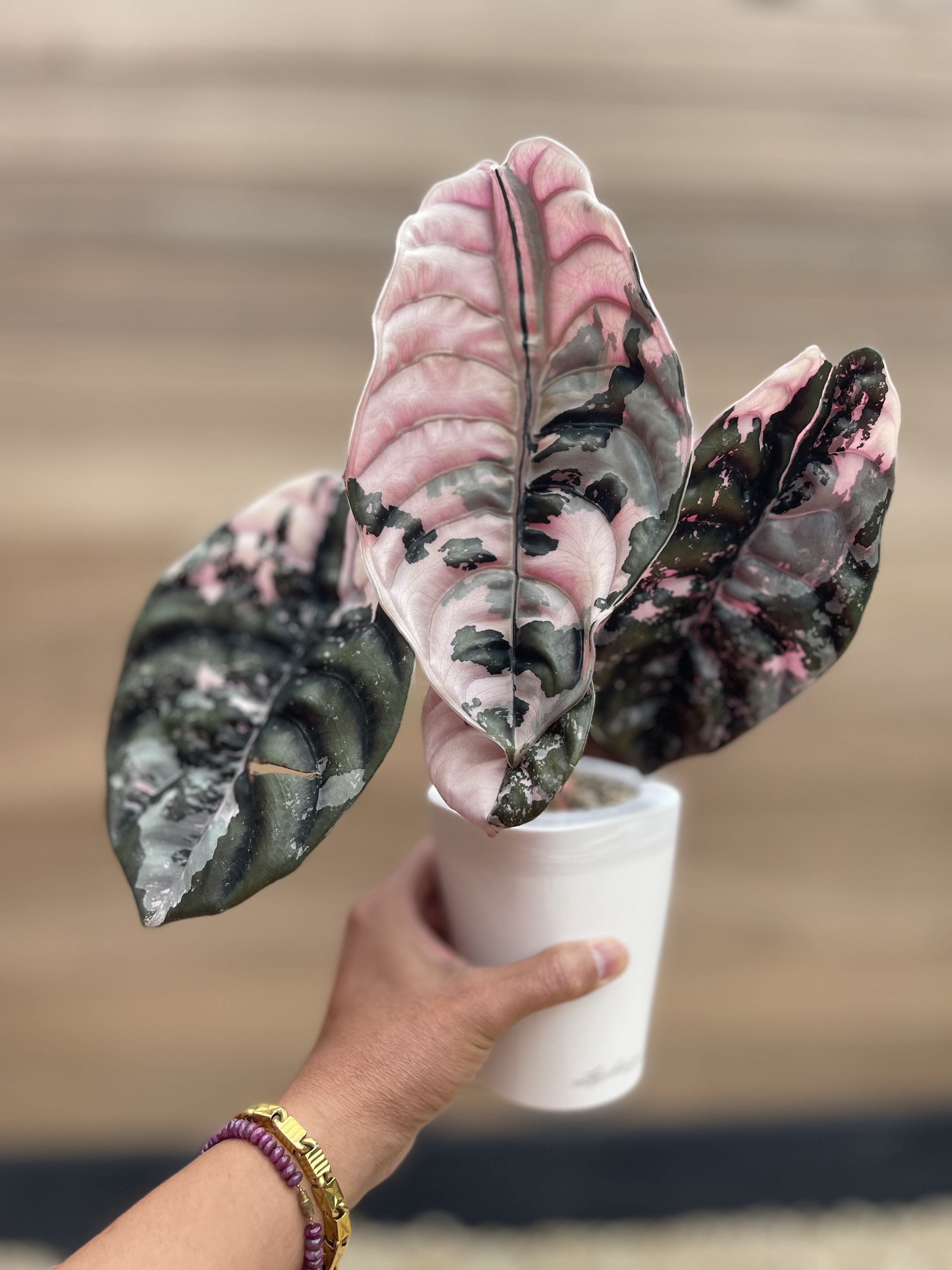 Alocasia Cuprea Nom Yen Variegated