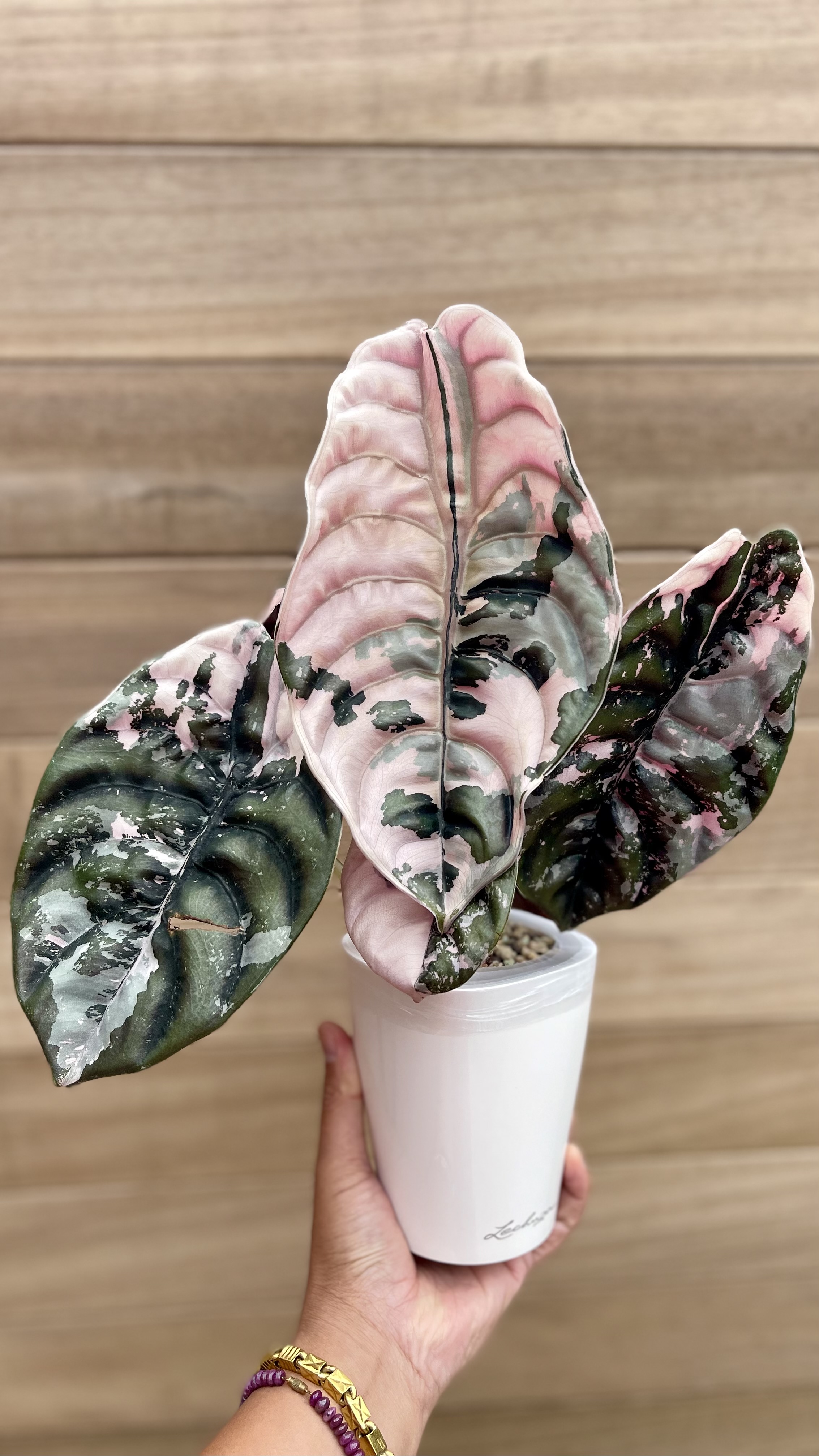 Alocasia Cuprea Nom Yen Variegated