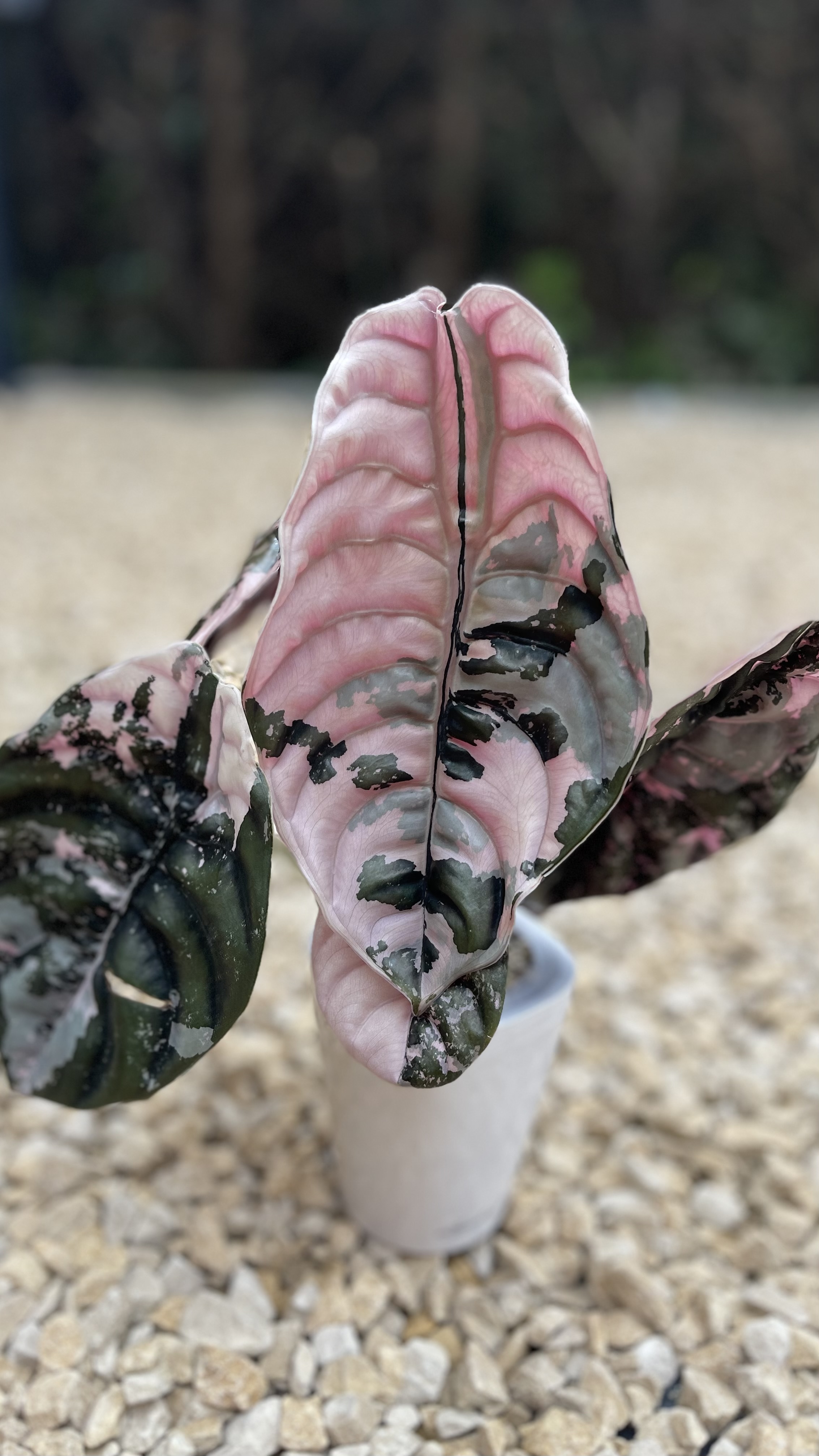 Alocasia Cuprea Nom Yen Variegated