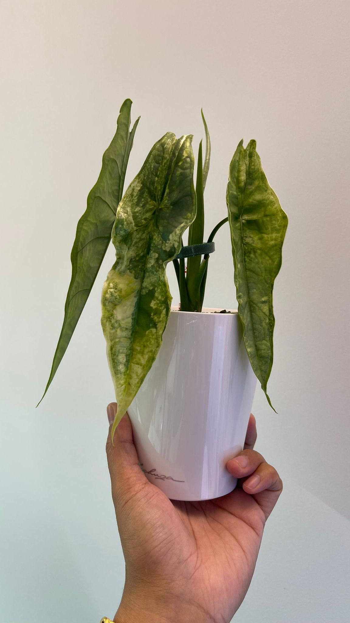 Alocasia dragon breath Variegated