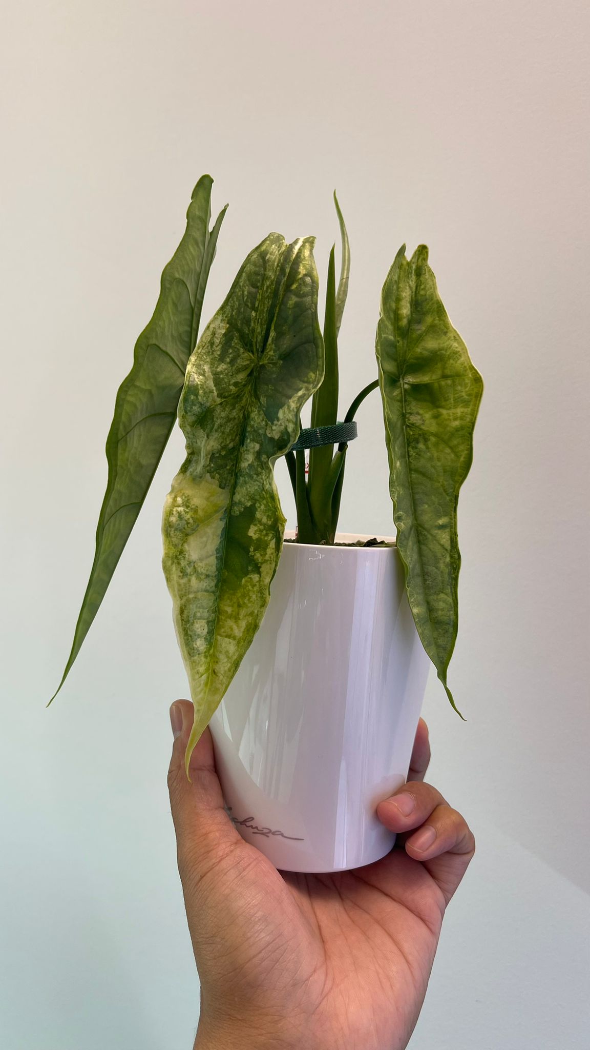 Alocasia dragon breath Variegated