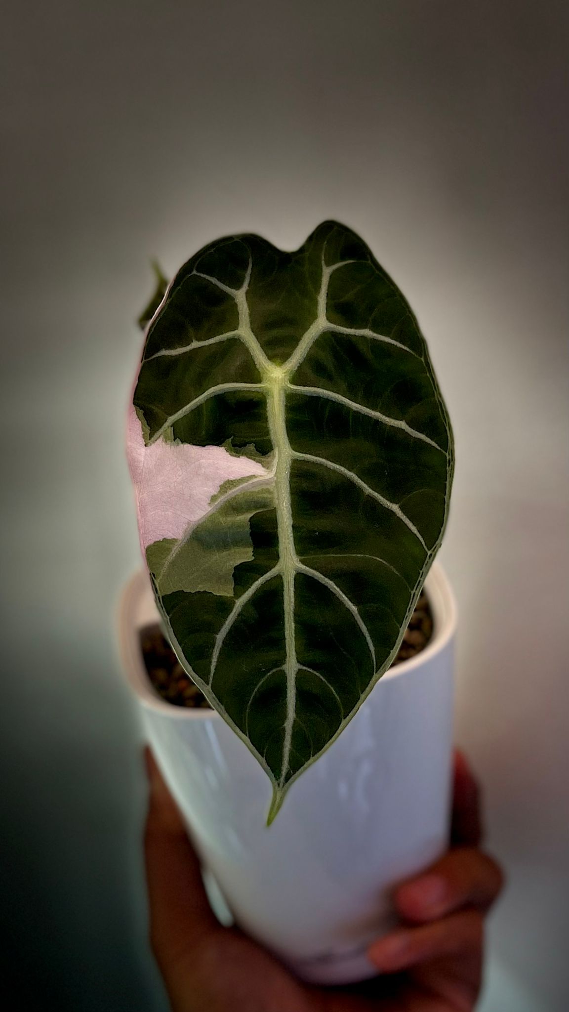 Alocasia Watsoniana pride of curup Variegated