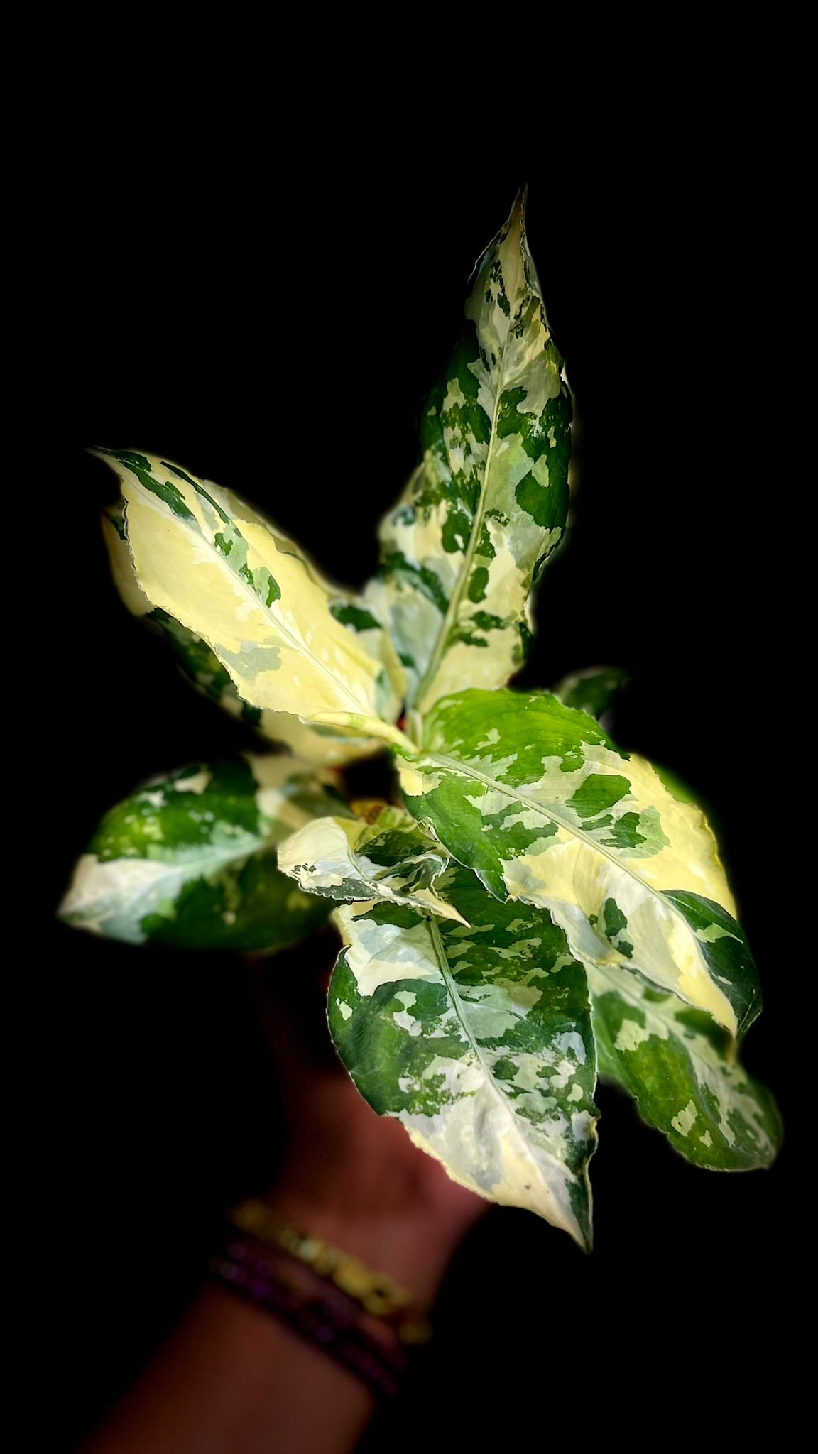 Aglaonema Pictum tricolor Variegated