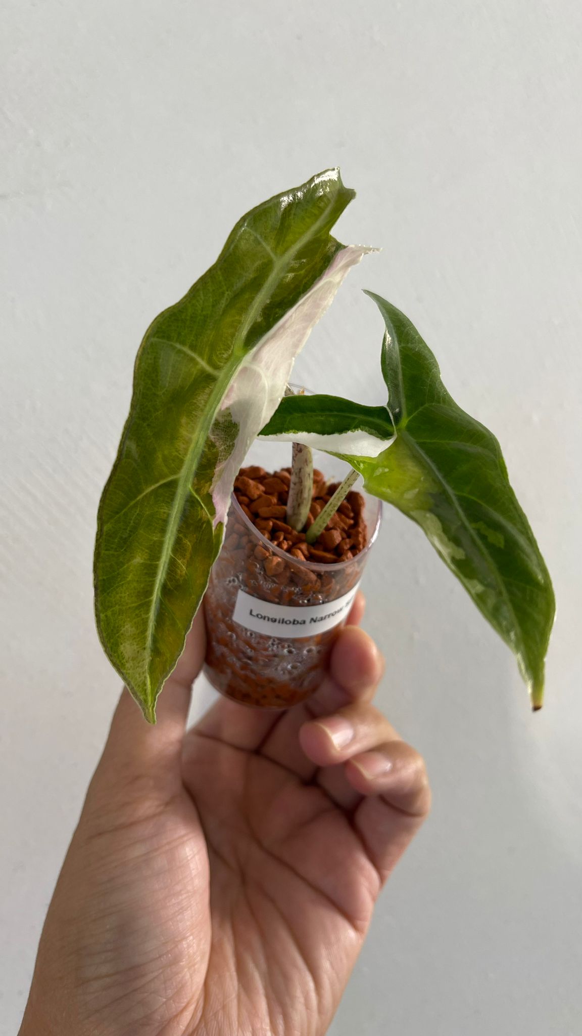 Alocasia Longiloba Narrow SP Borneo Albo Variegated