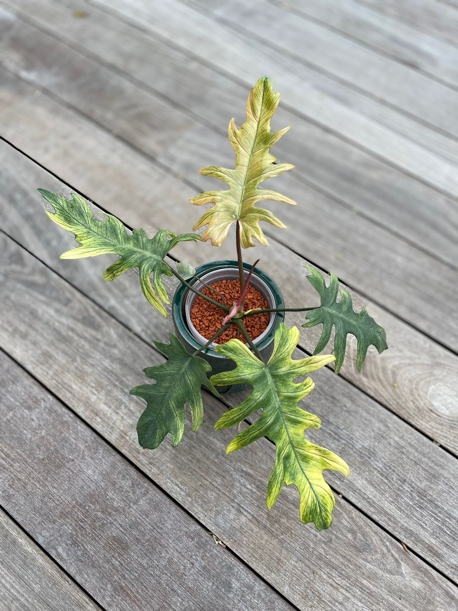 Philodendron Mayoi Variegated