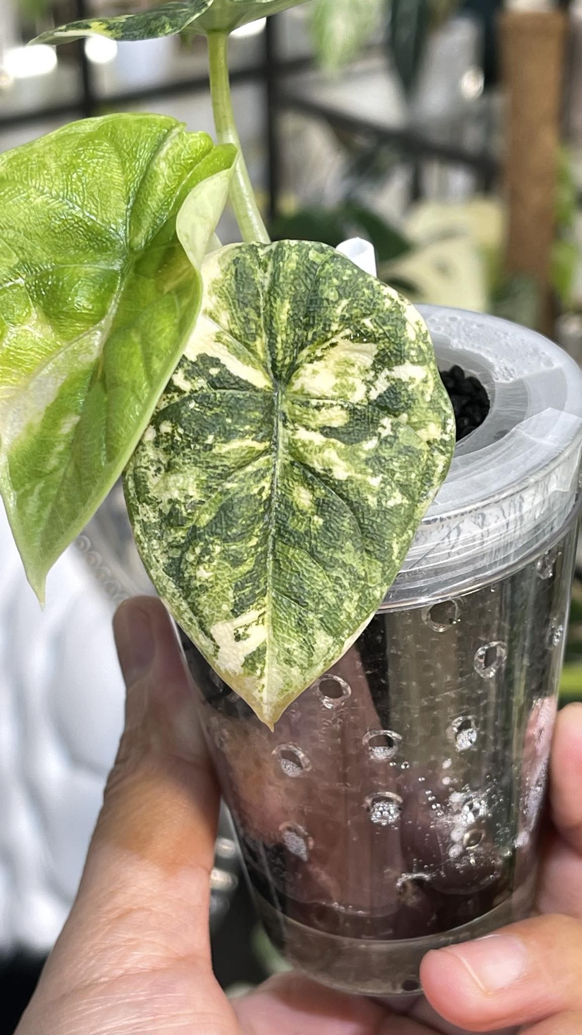 Alocasia Melo Aurea Variegated