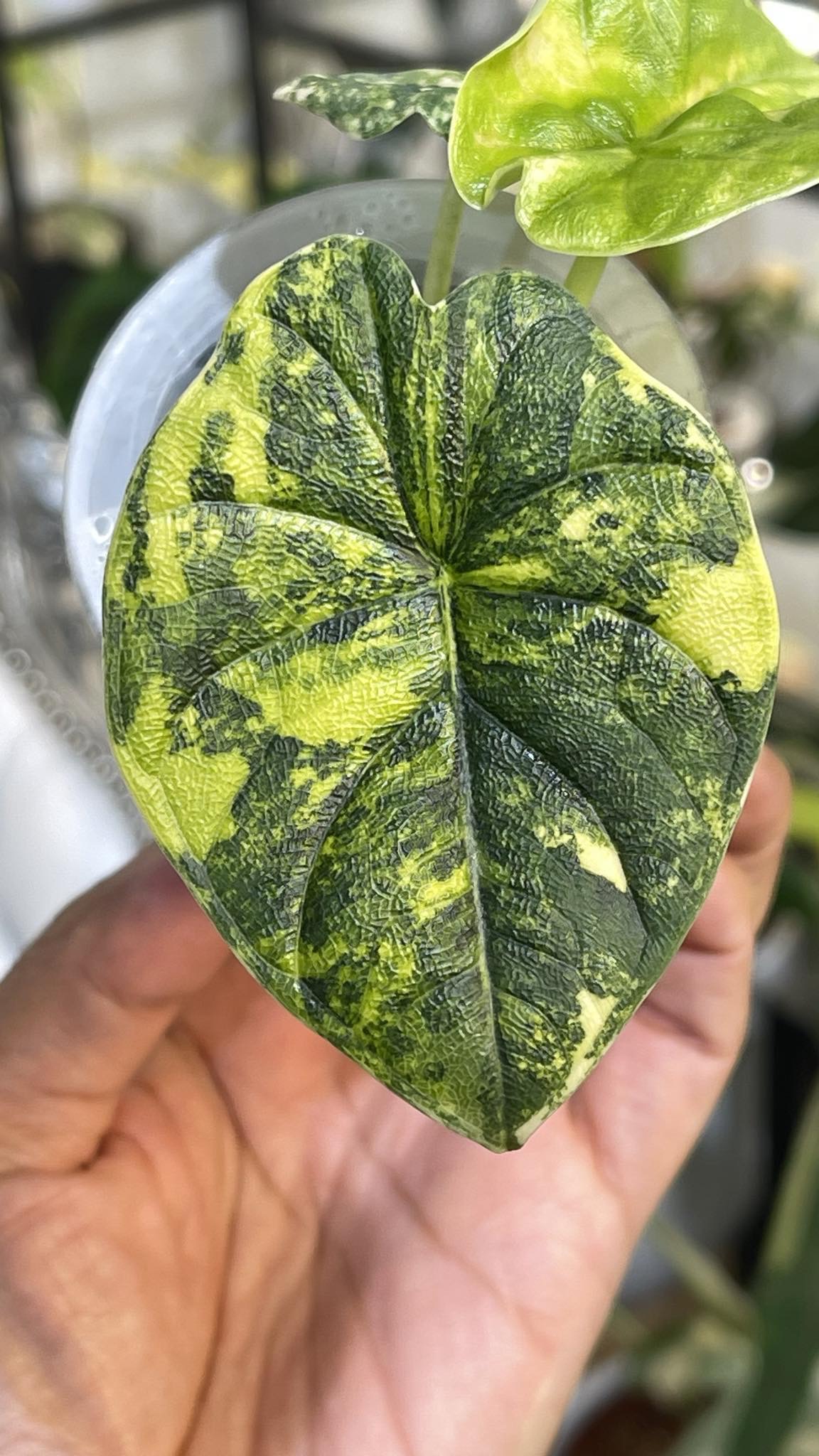 Alocasia Melo Aurea Variegated