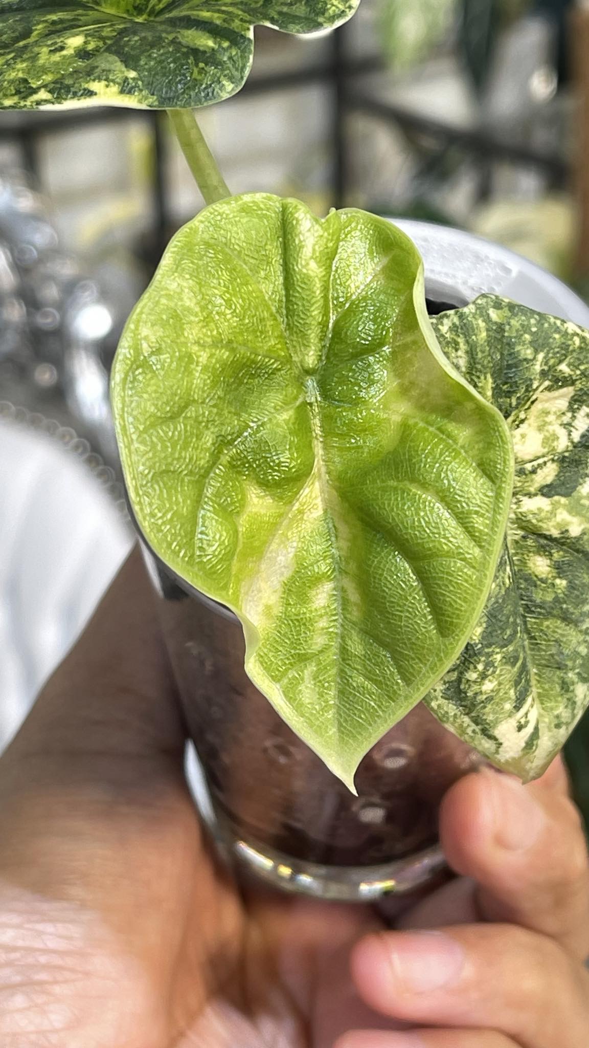 Alocasia Melo Aurea Variegated