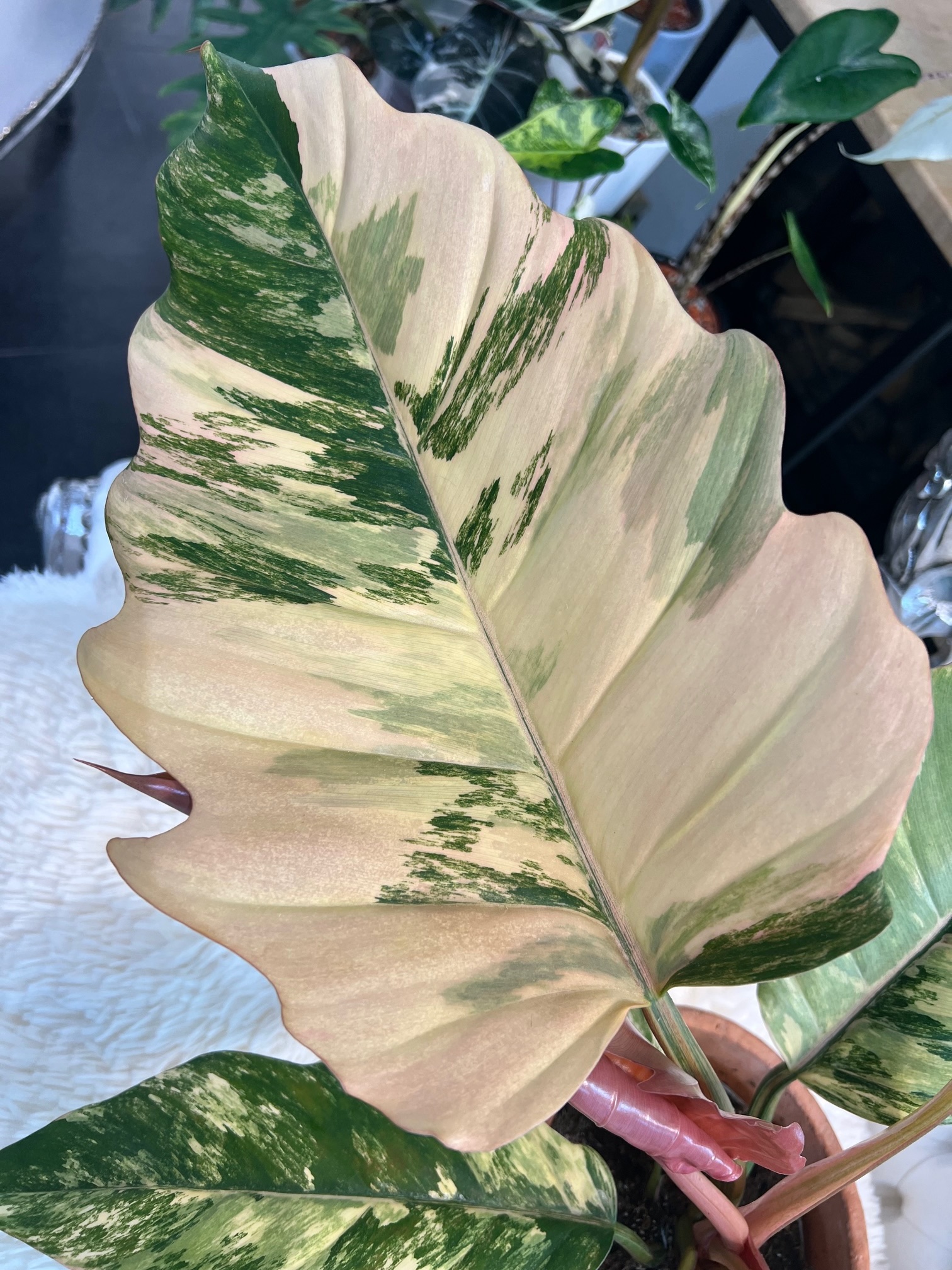 Philodendron Caramel Marble Pink Variegated