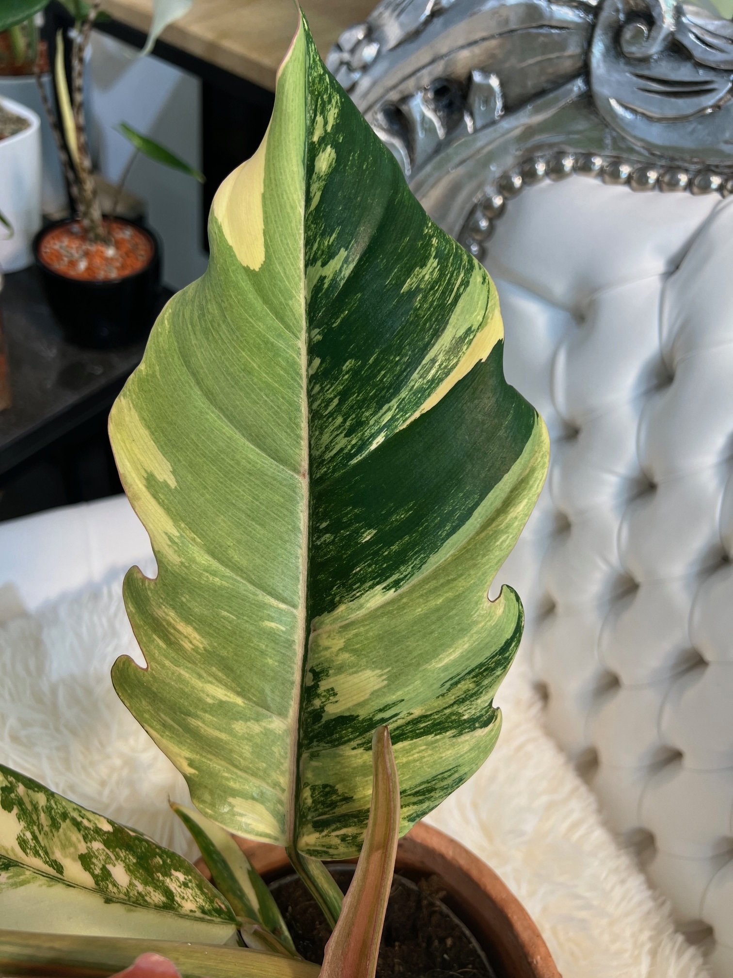 Philodendron Caramel Marble Pink Variegated