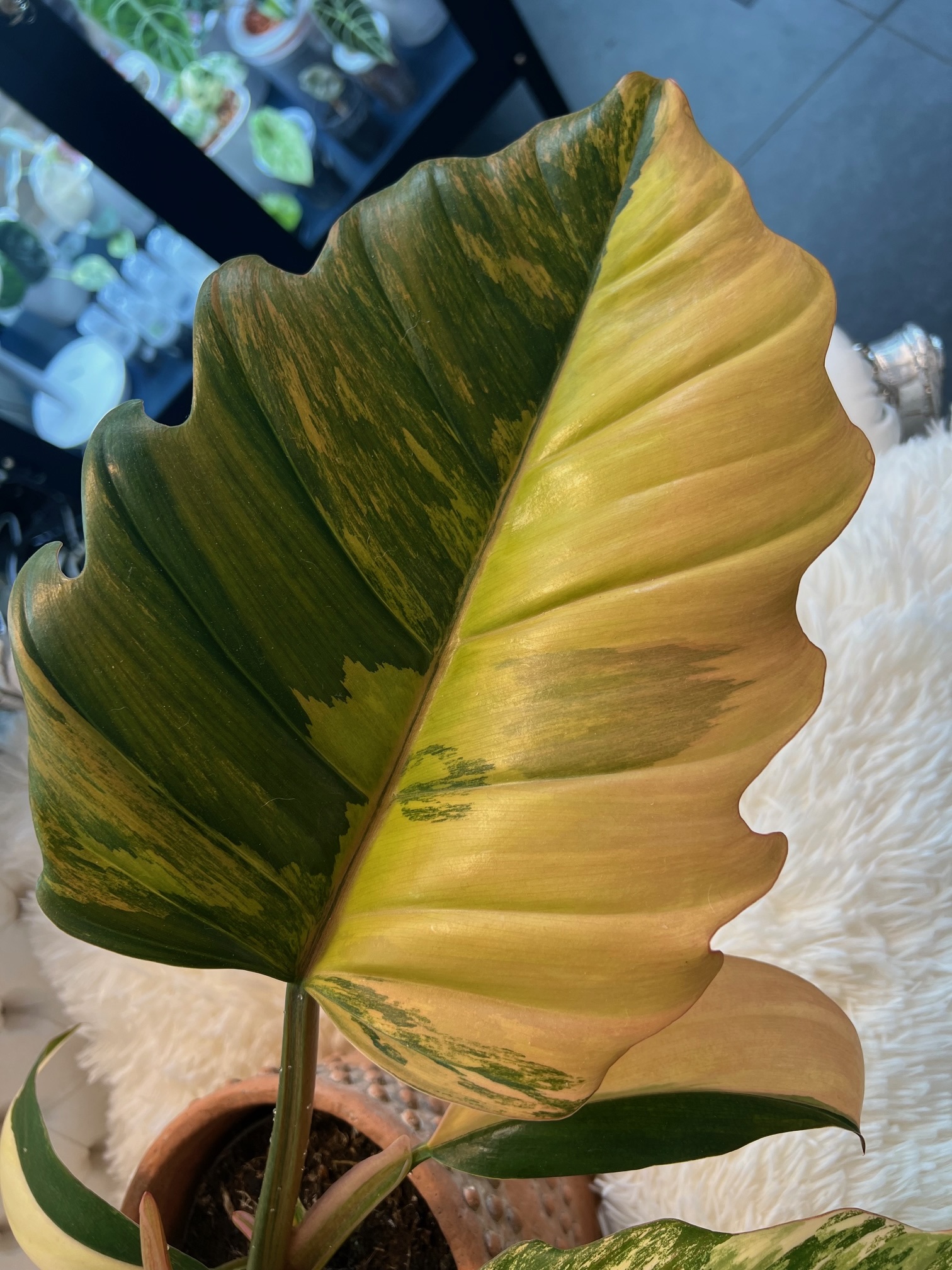 Philodendron Caramel Marble Pink Variegated