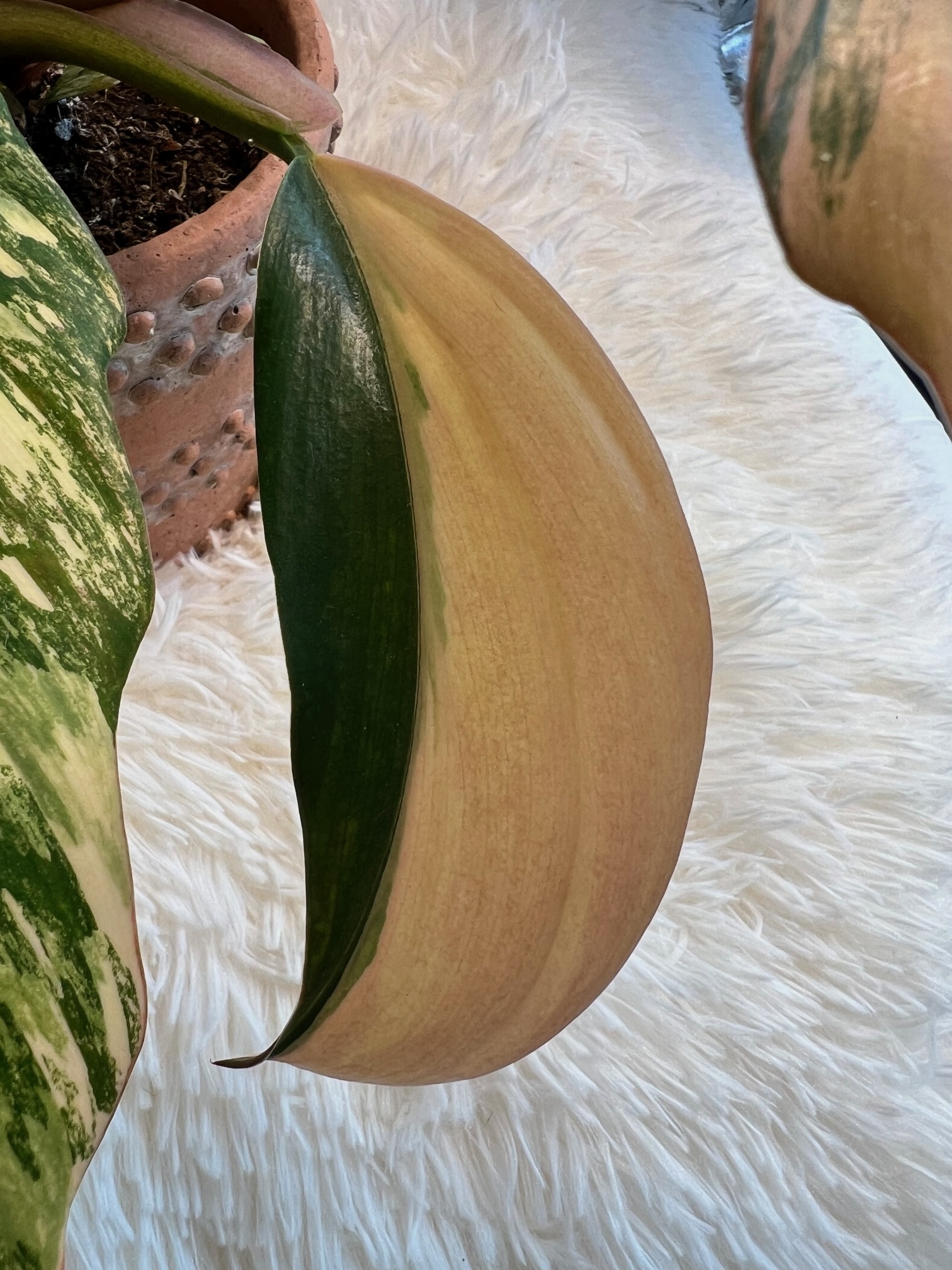 Philodendron Caramel Marble Pink Variegated