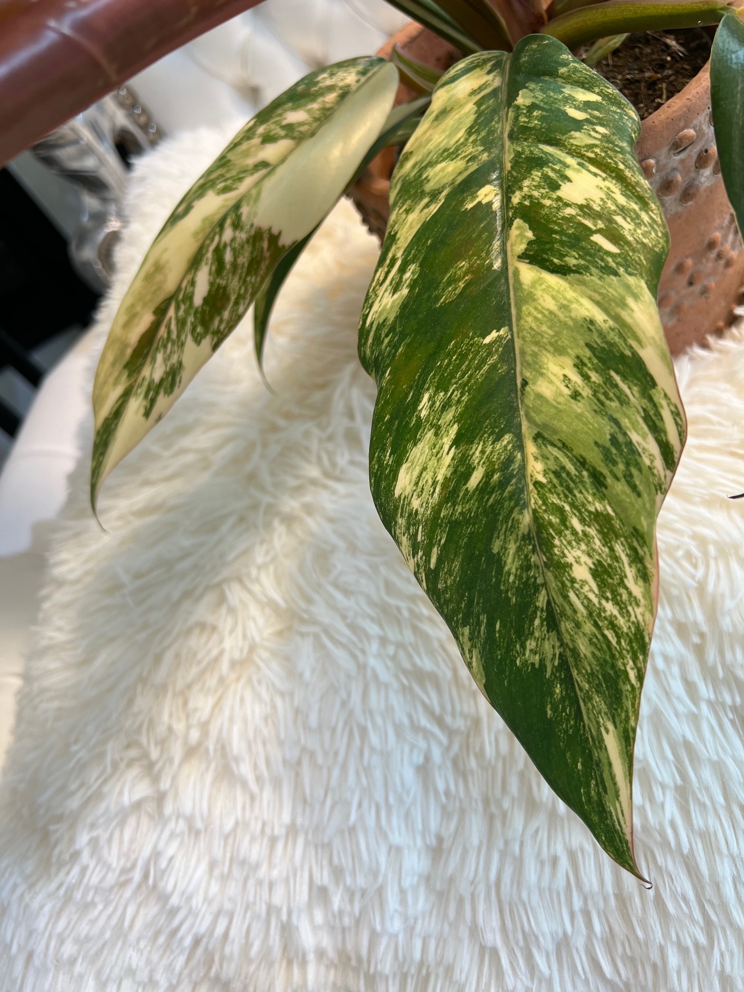 Philodendron Caramel Marble Pink Variegated