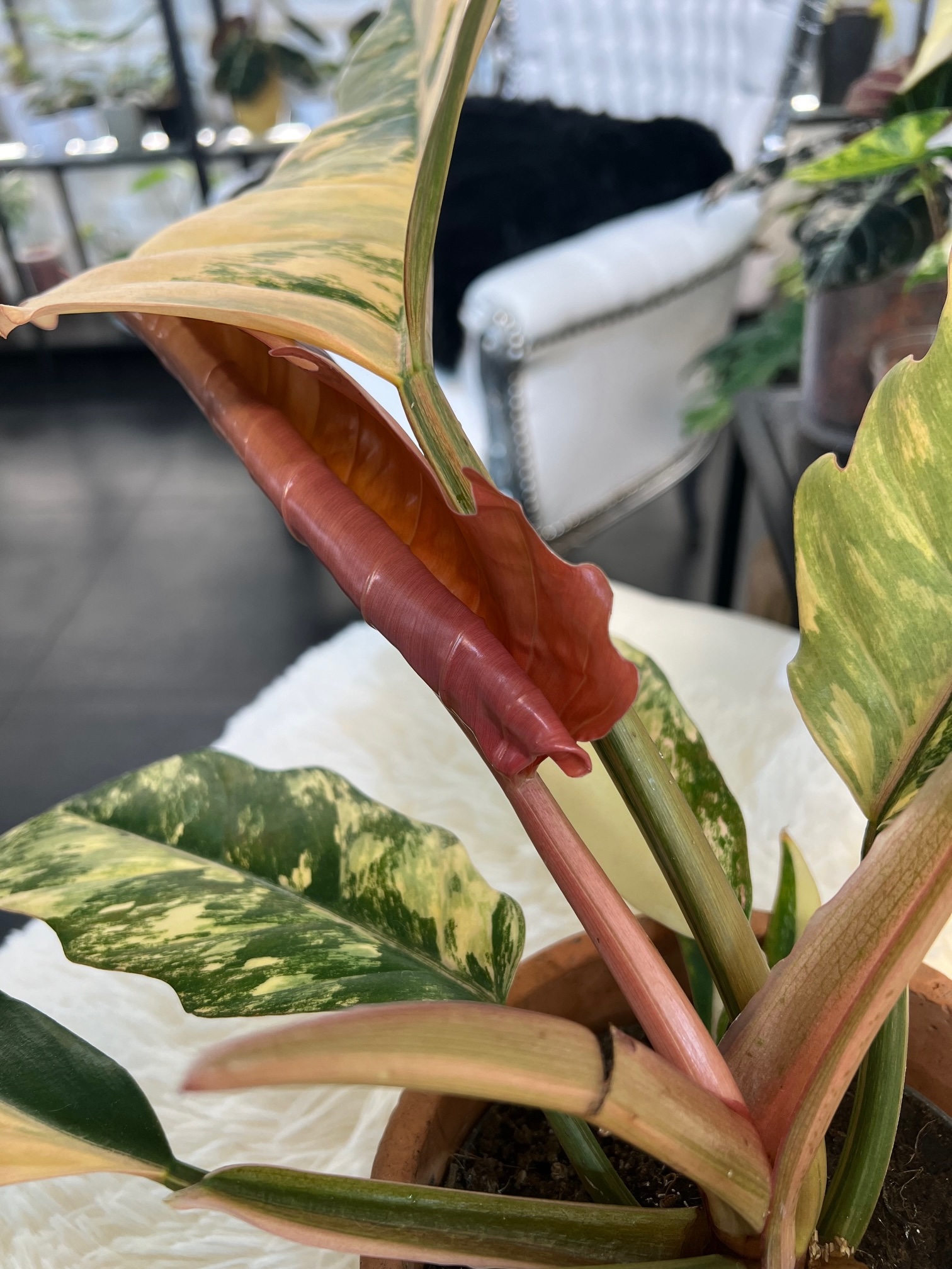 Philodendron Caramel Marble Pink Variegated