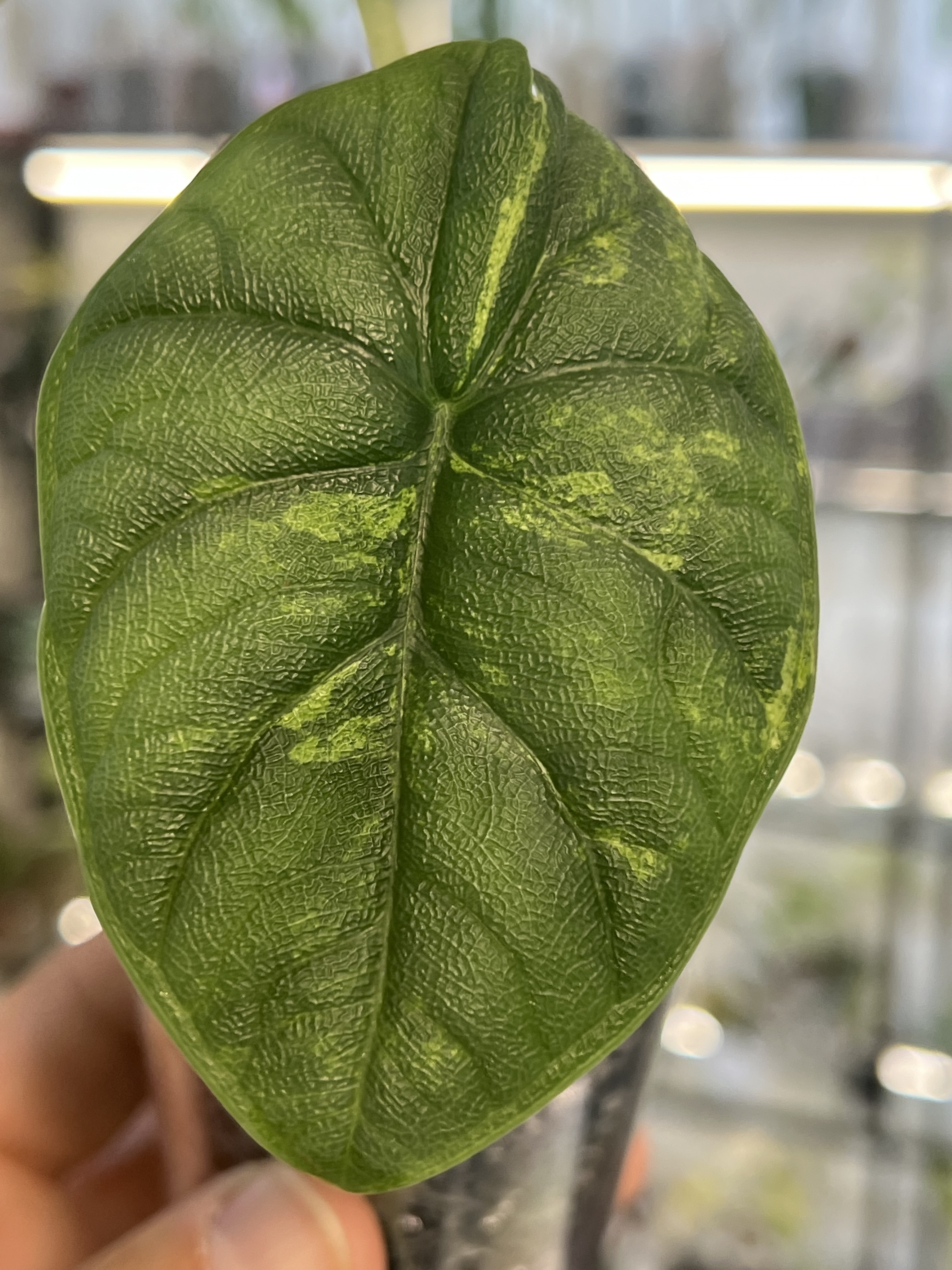 Alocasia Melo Variegated