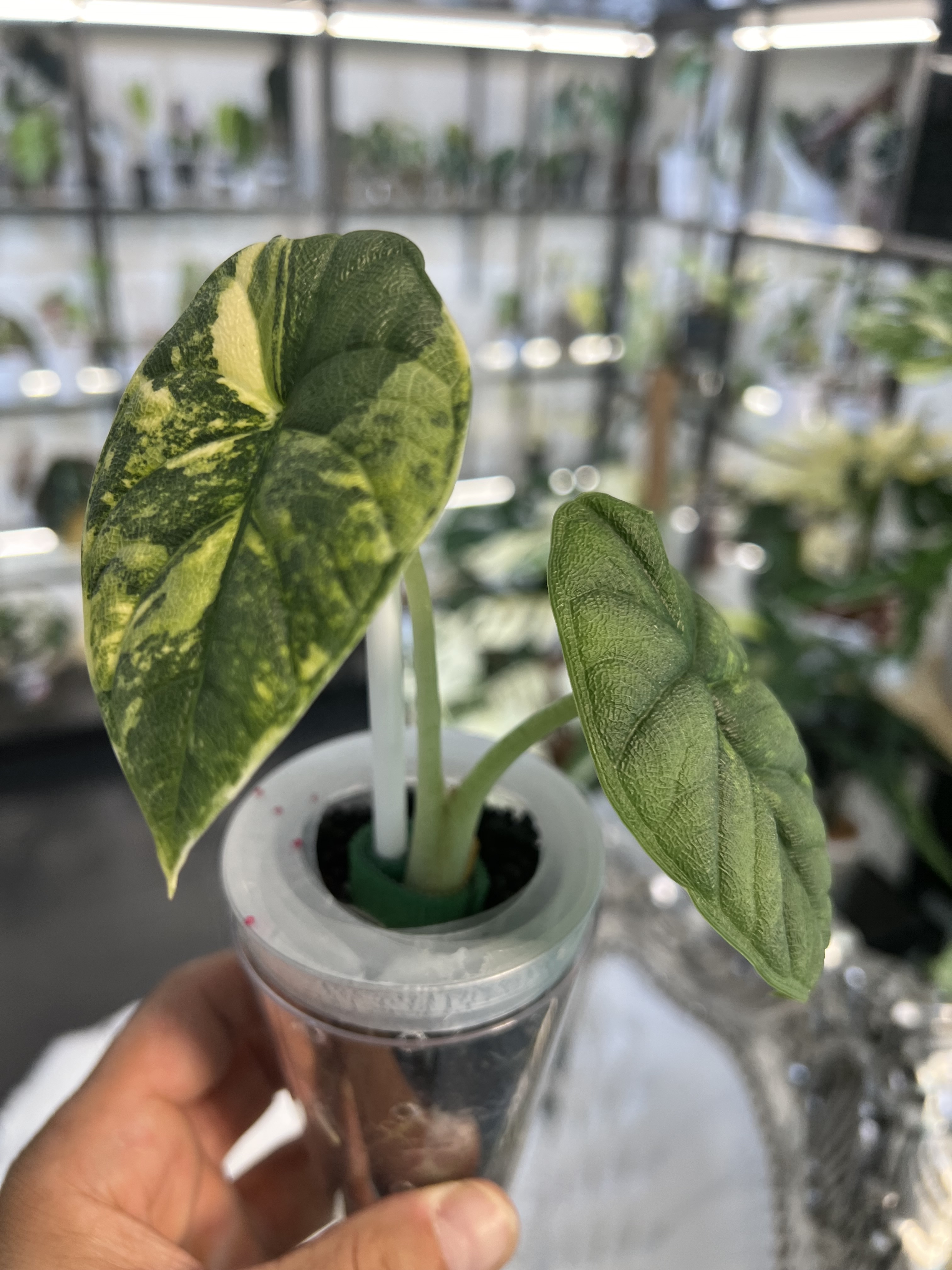 Alocasia Melo Variegated