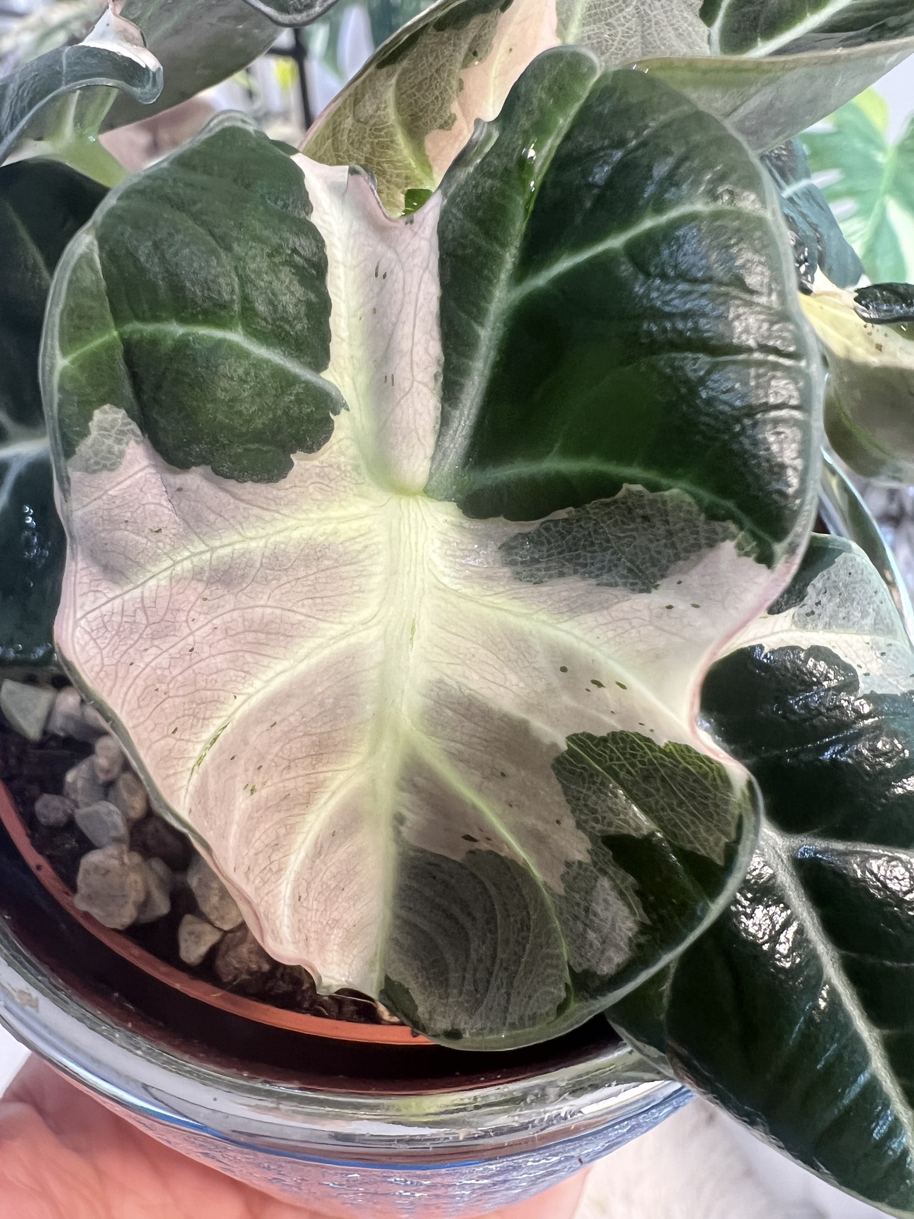 Alocasia Black Velvet Lava green spot Variegated