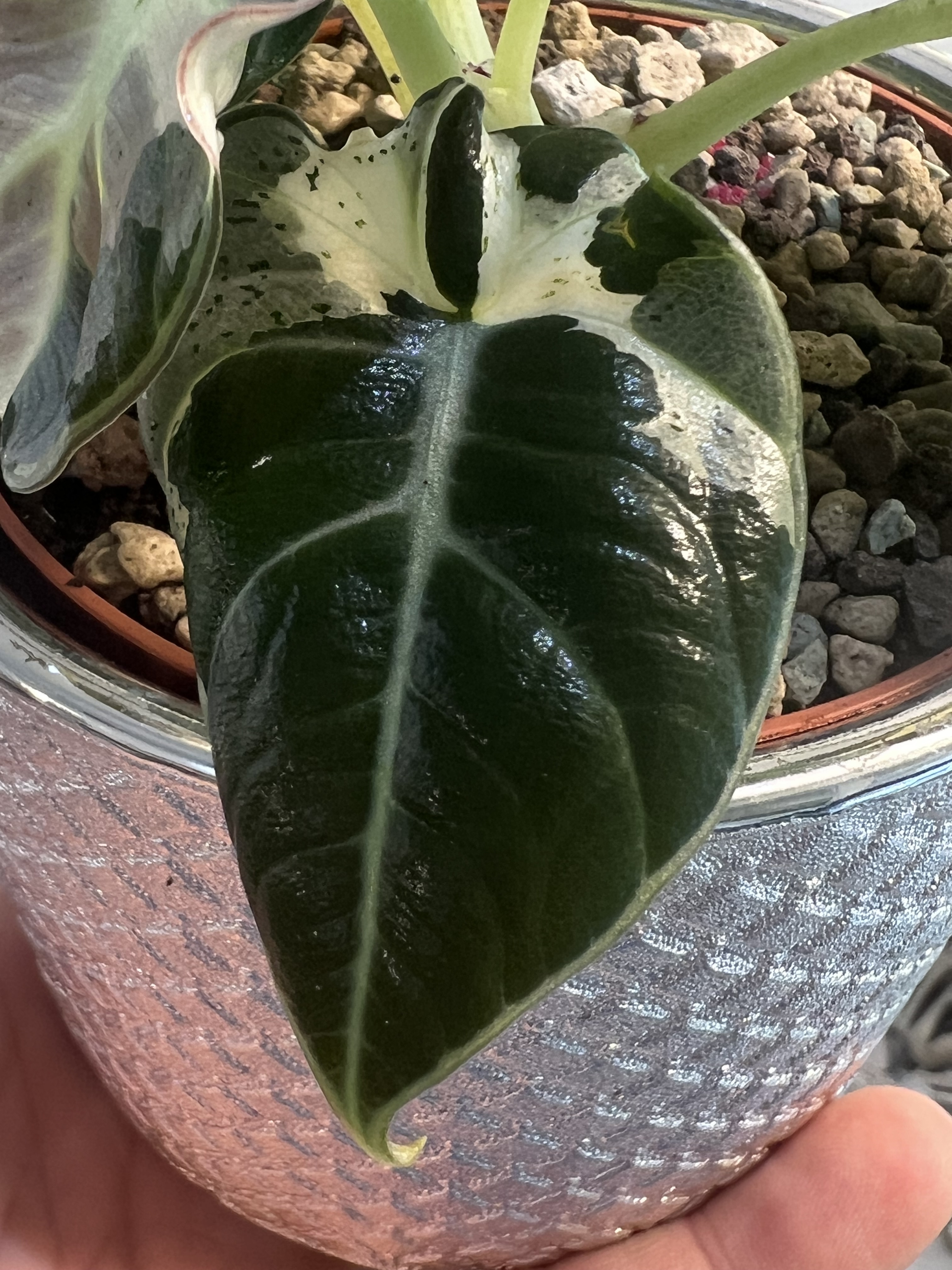 Alocasia Black Velvet Lava green spot Variegated