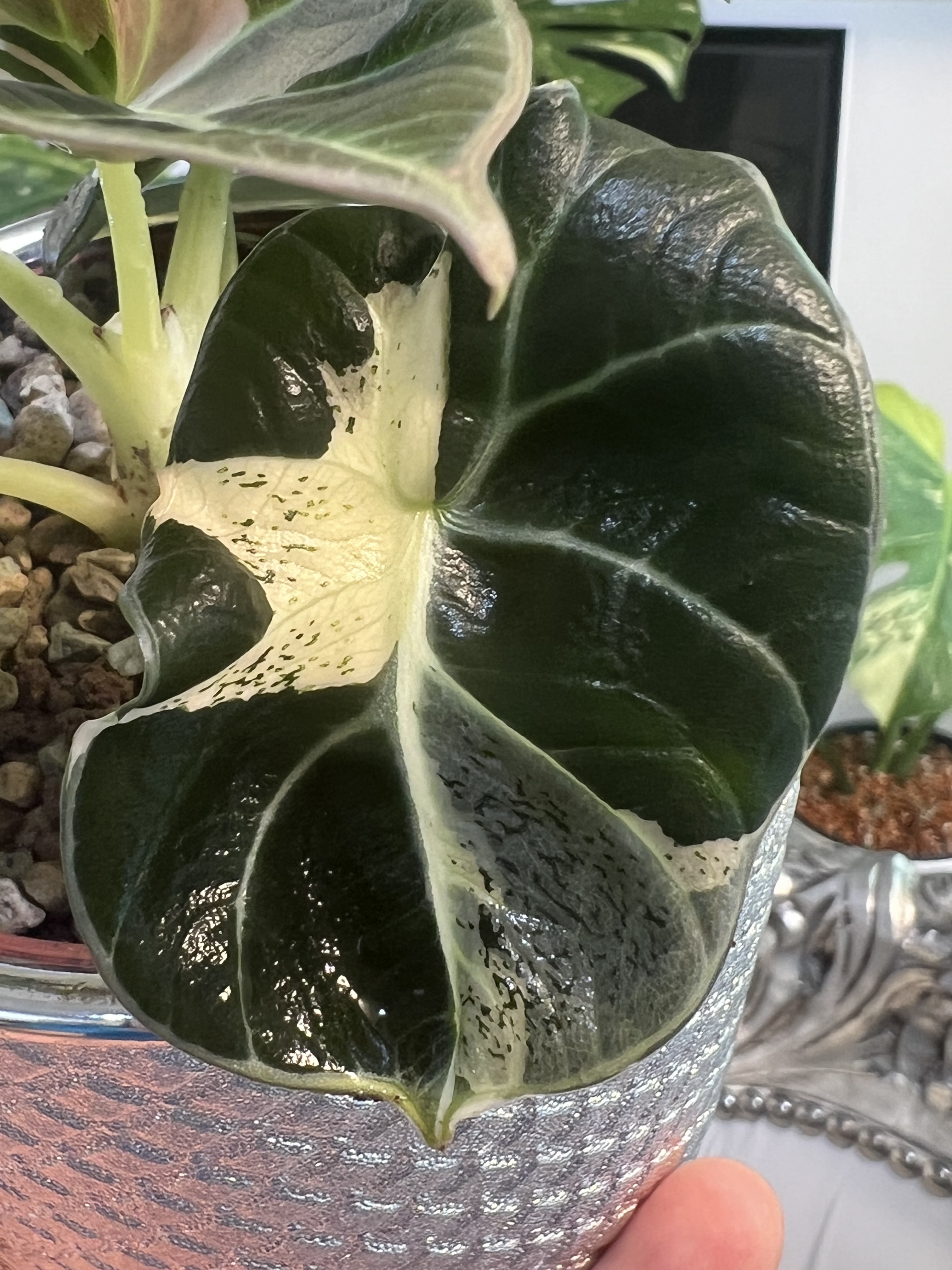 Alocasia Black Velvet Lava green spot Variegated