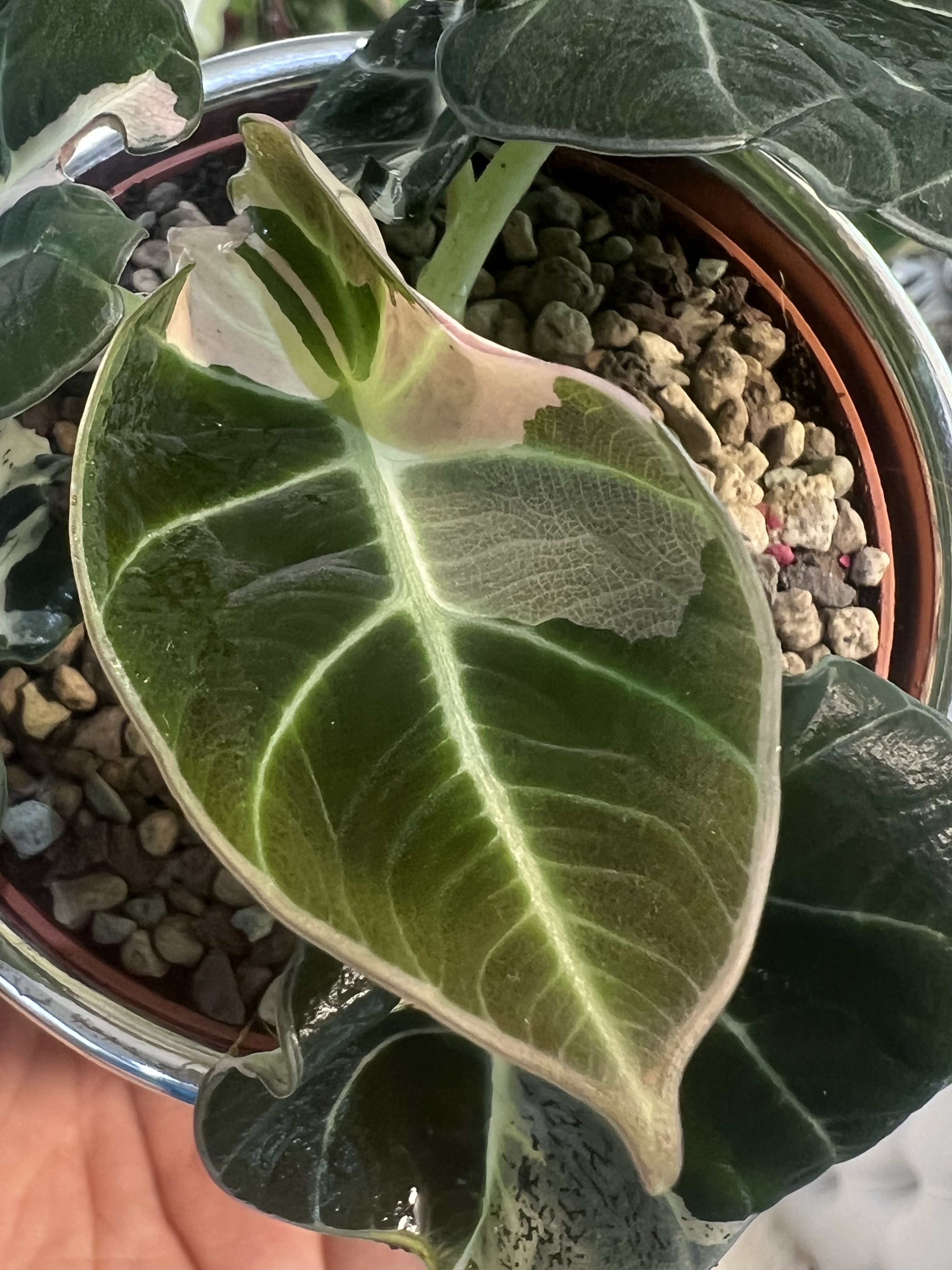 Alocasia Black Velvet Lava green spot Variegated