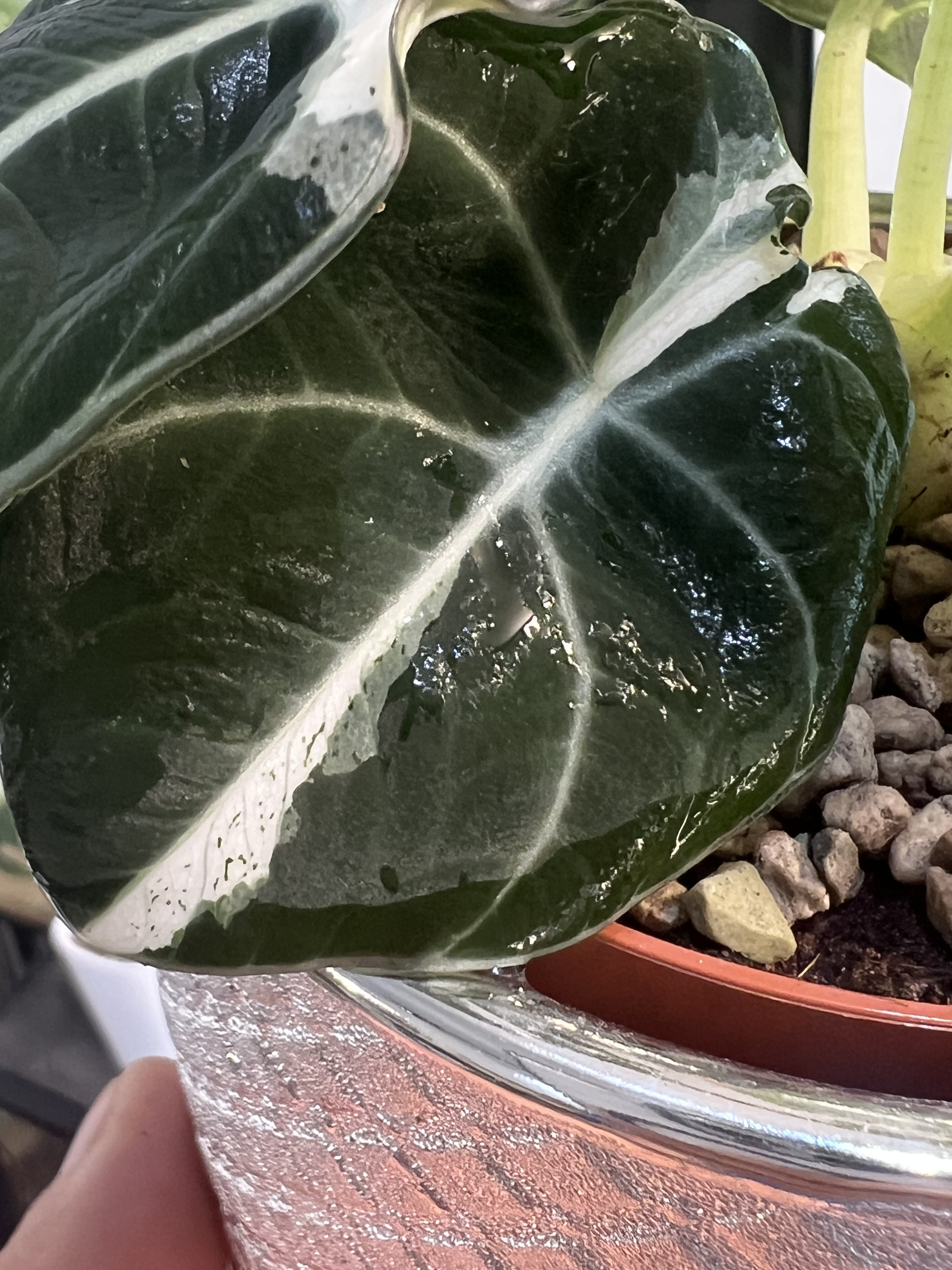 Alocasia Black Velvet Lava green spot Variegated