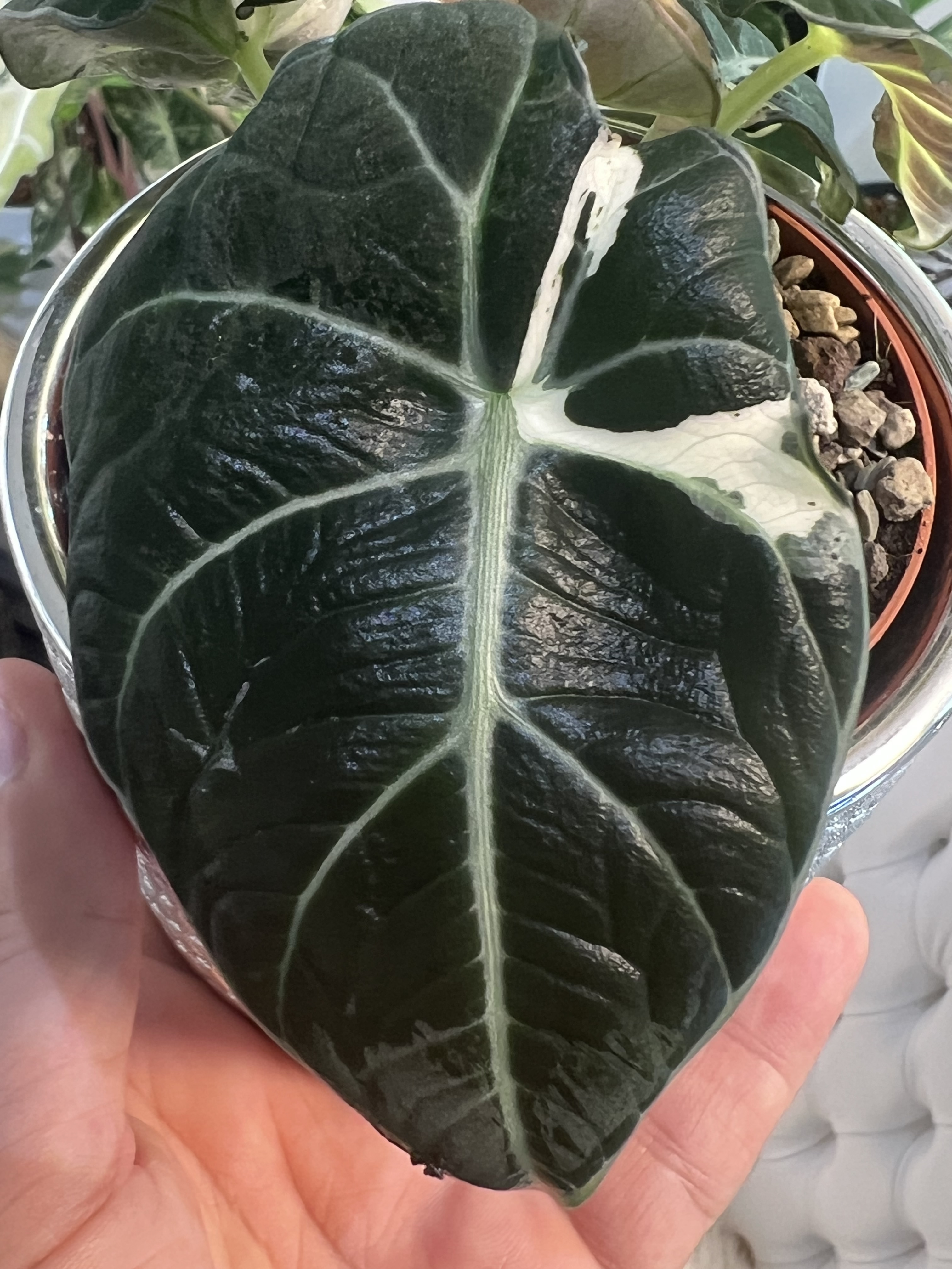 Alocasia Black Velvet Lava green spot Variegated