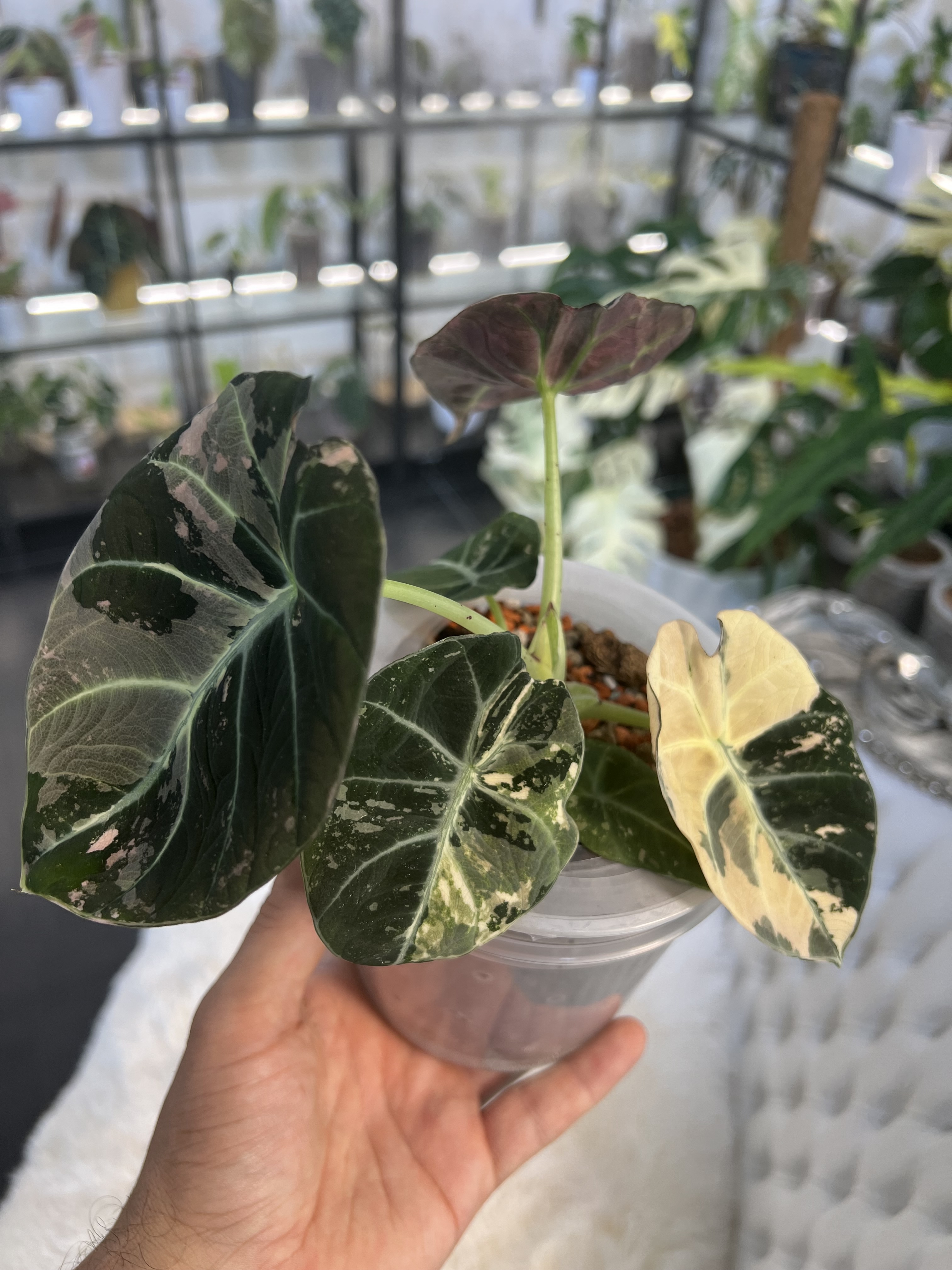 Alocasia Black Velvet Pink Variegated