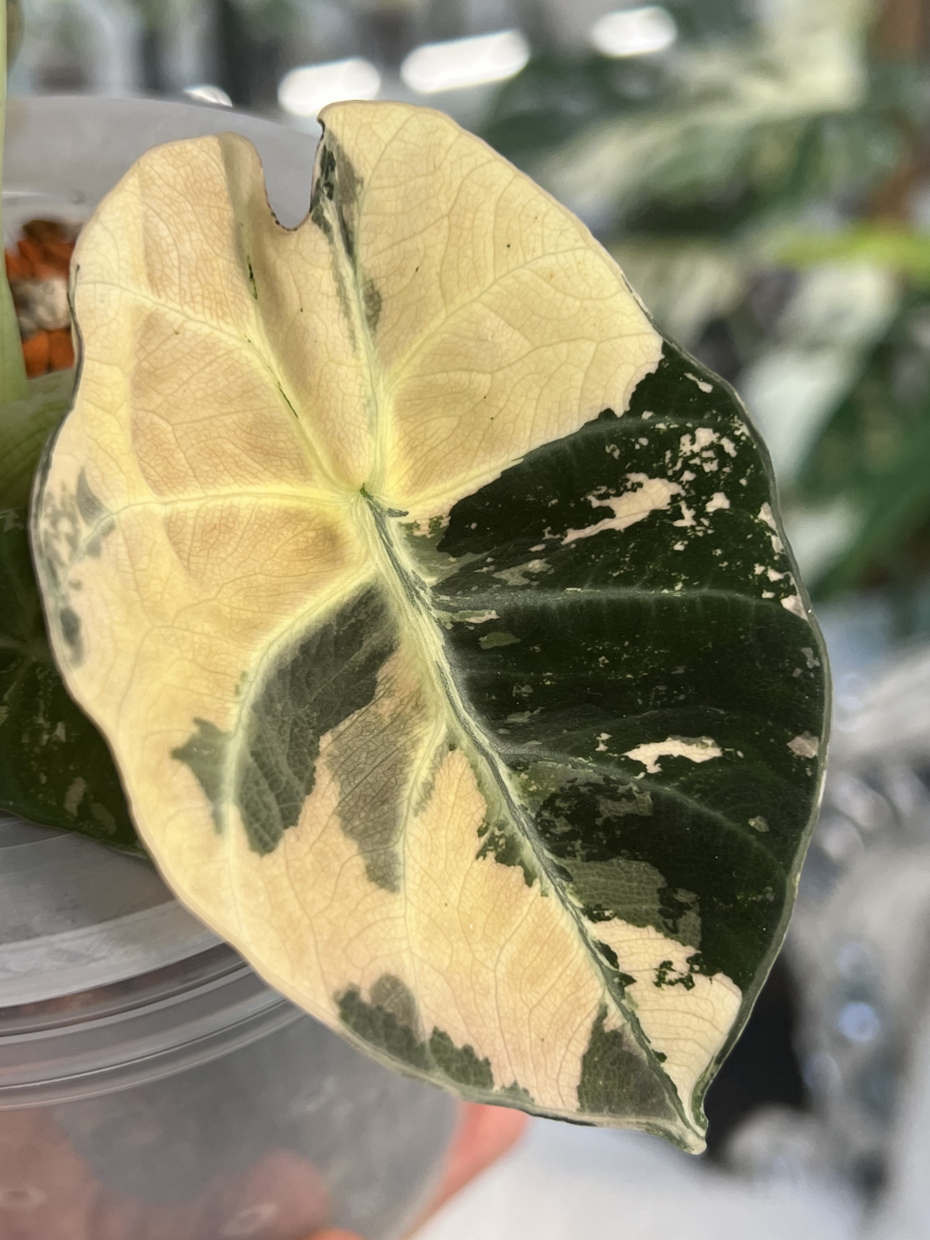 Alocasia Black Velvet Pink Variegated