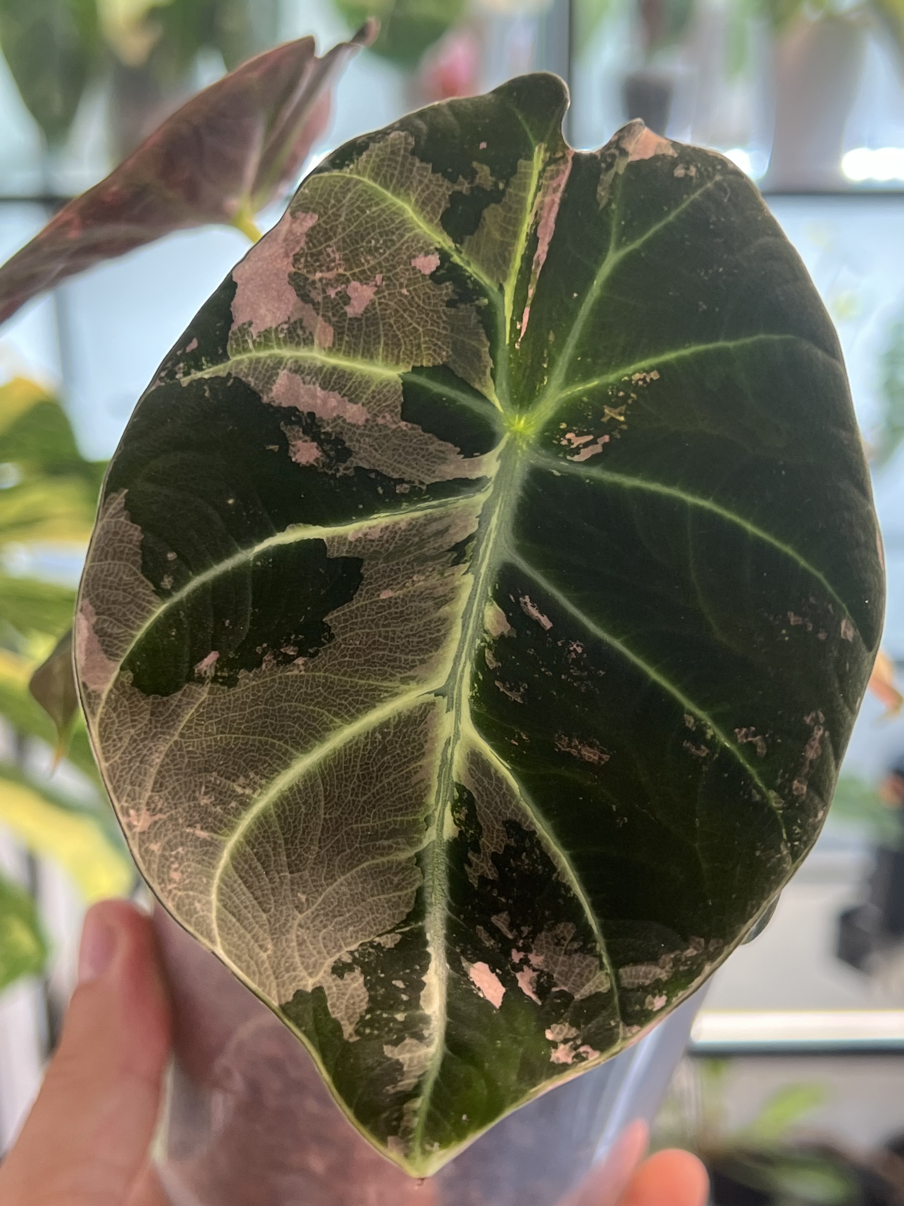 Alocasia Black Velvet Pink Variegated