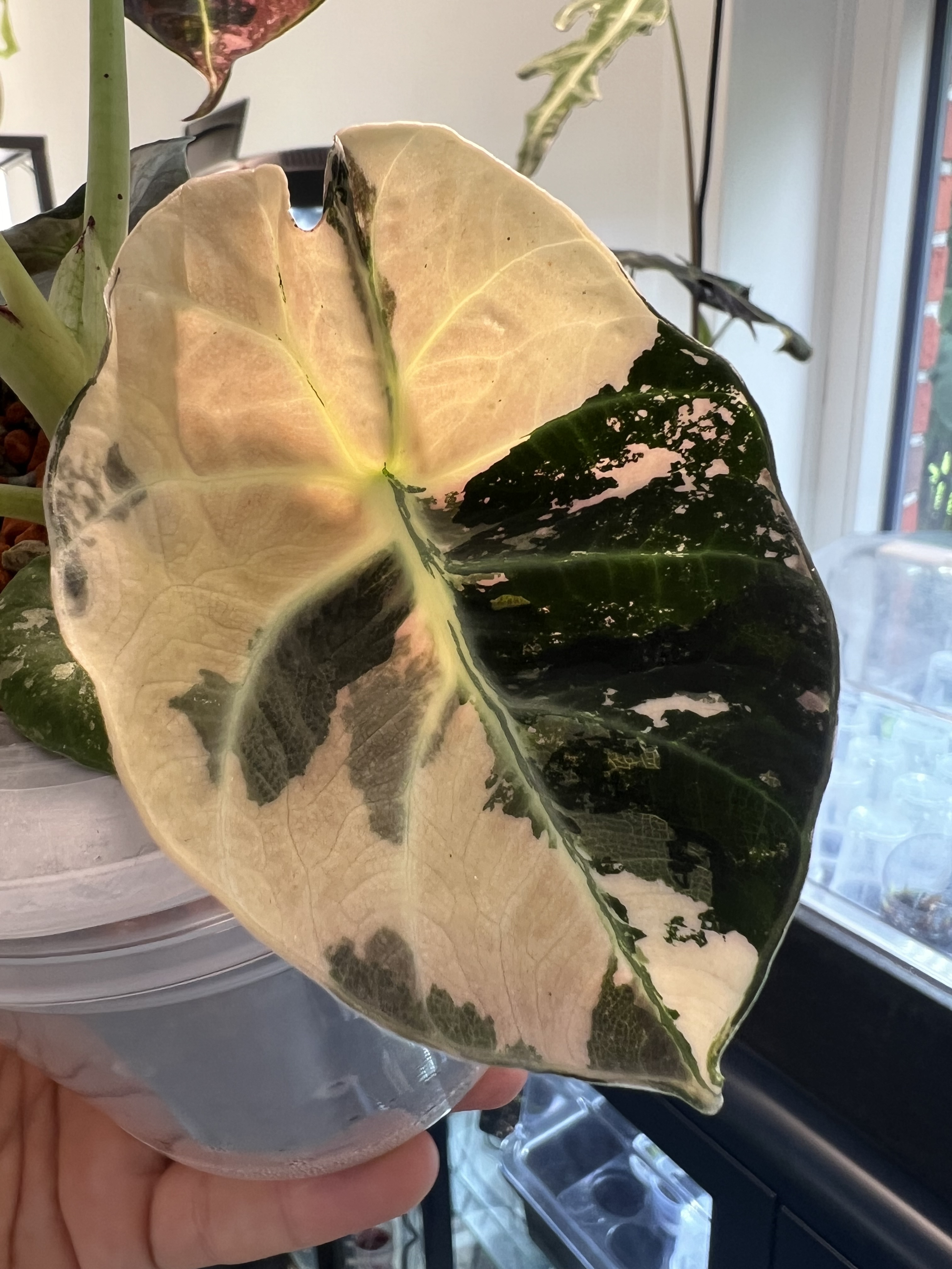 Alocasia Black Velvet Pink Variegated