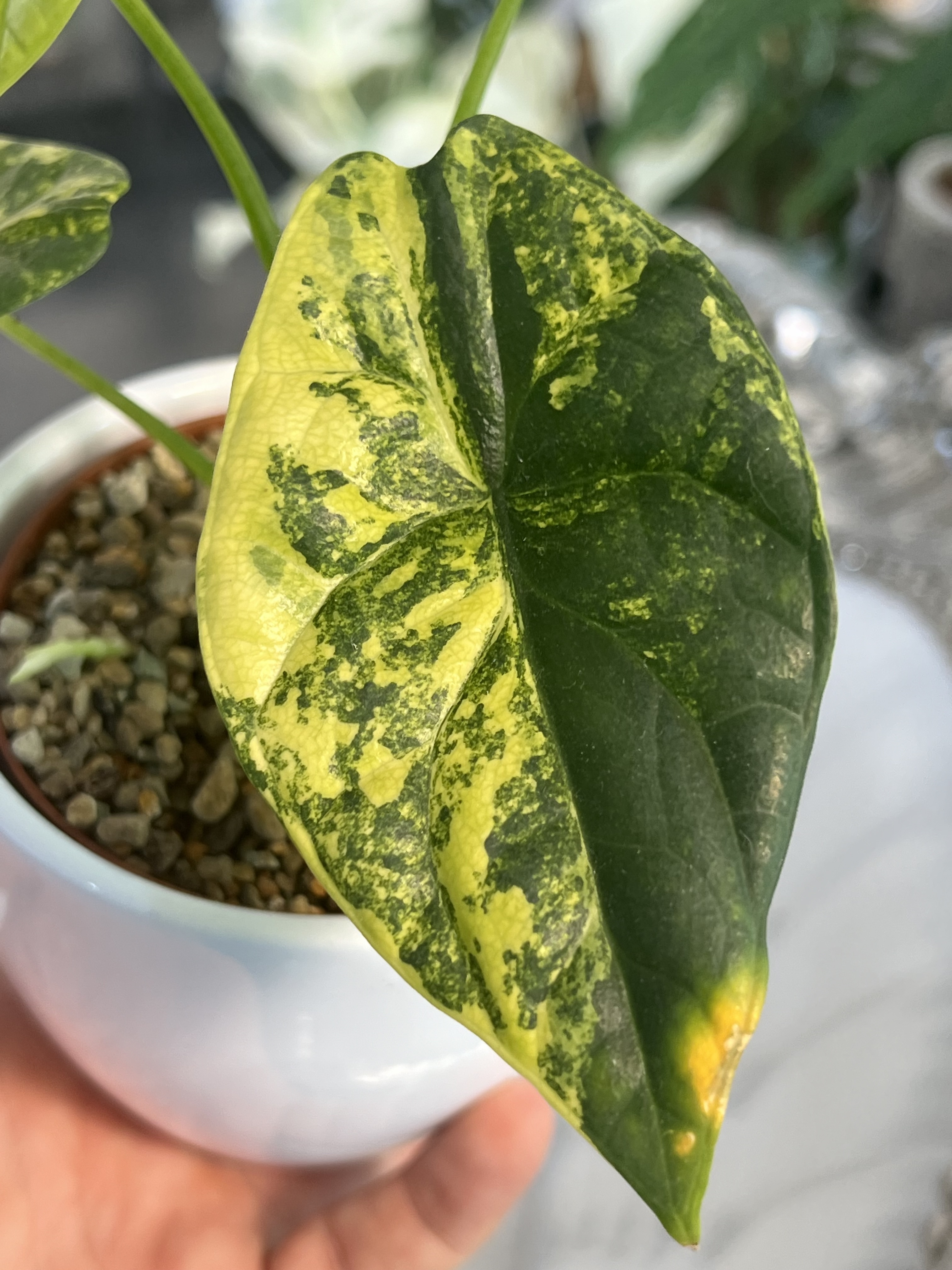 Alocasia Sinuata Aurea Variegated 1