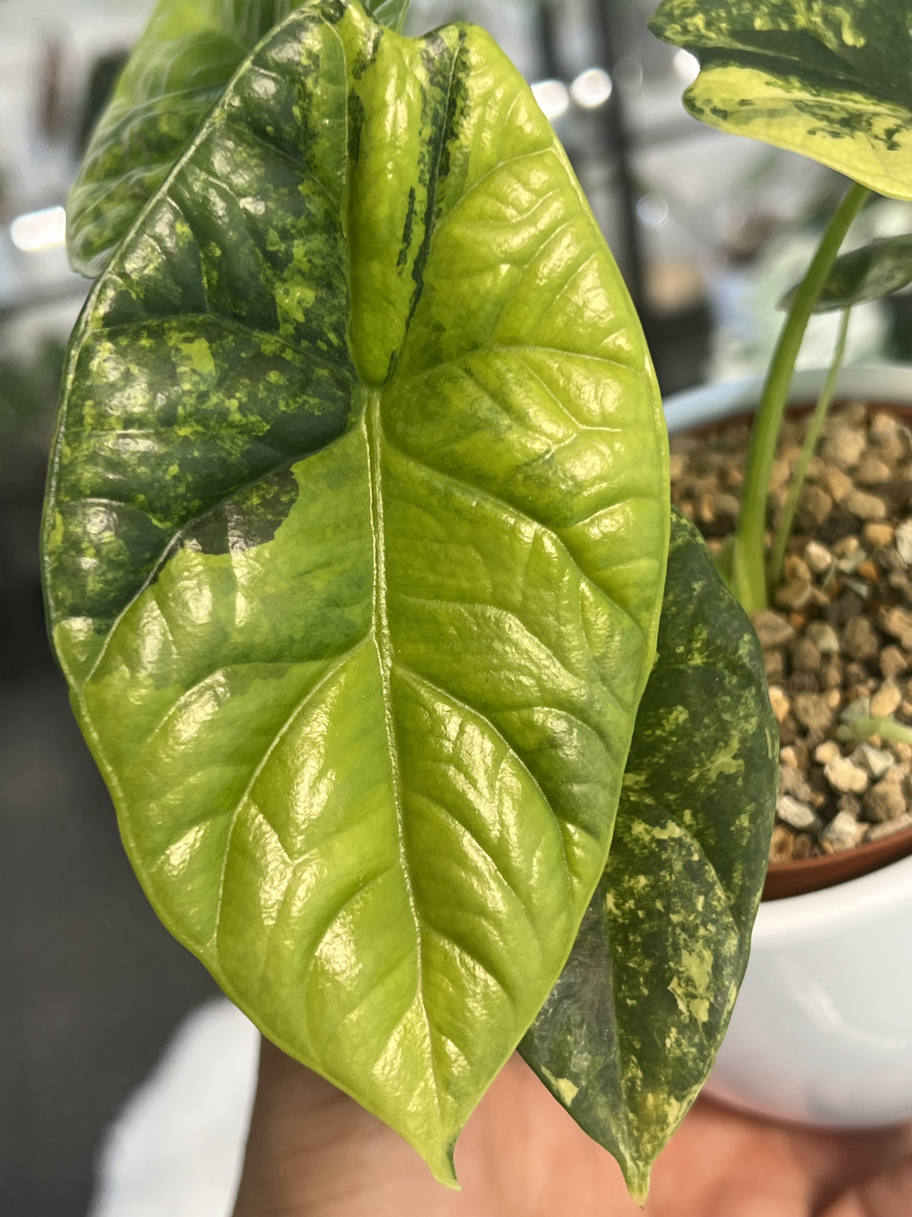 Alocasia Sinuata Aurea Variegated 1