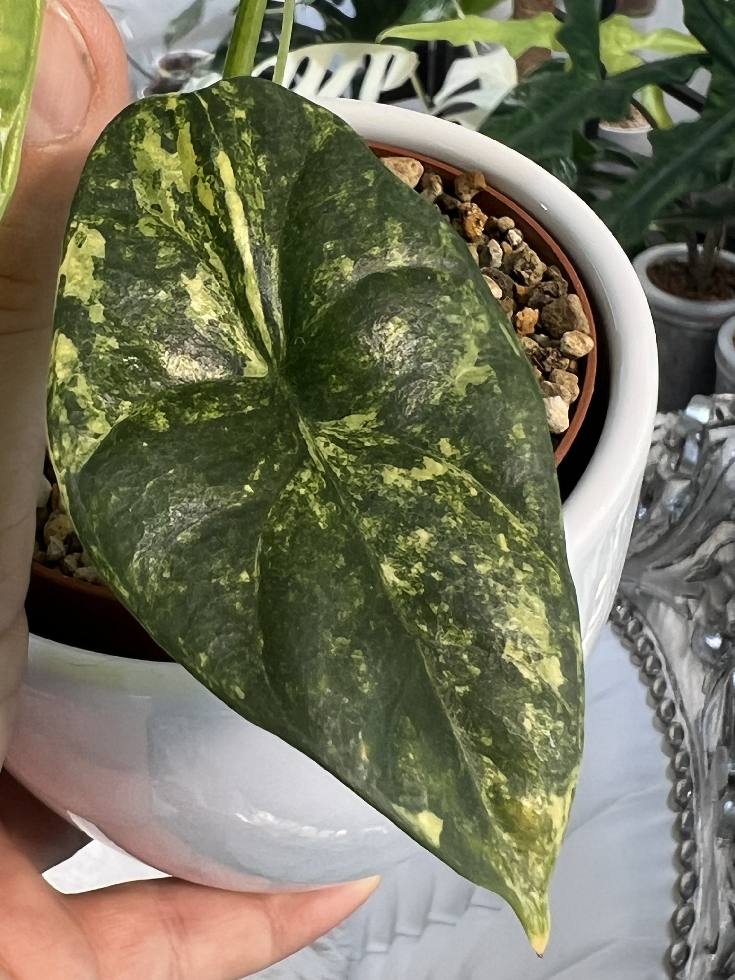 Alocasia Sinuata Aurea Variegated 1