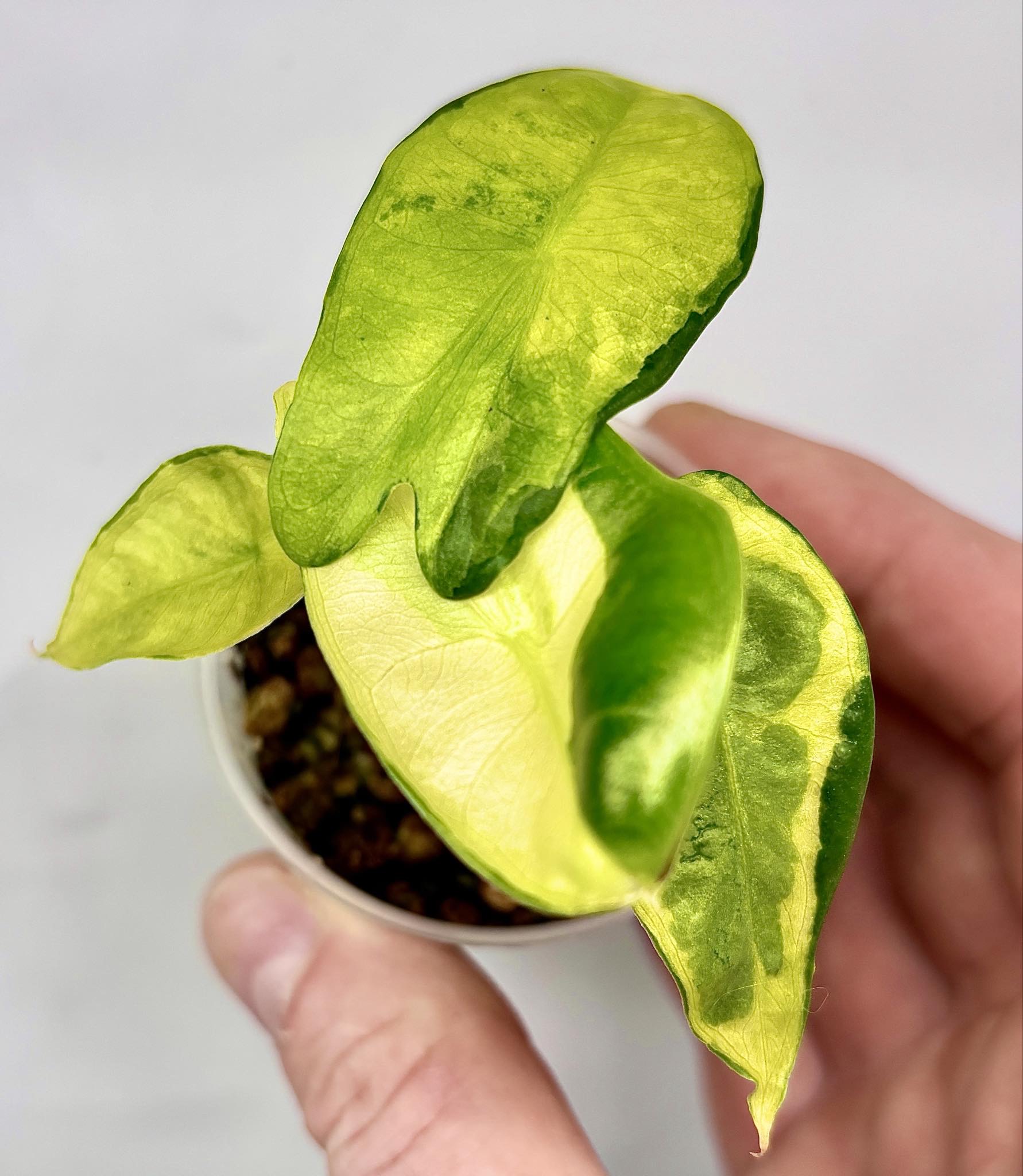 Alocasia Longiloba Lava Vanilla Variegated