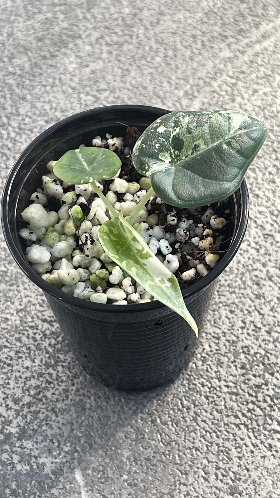 Alocasia Maharani Albo Variegated