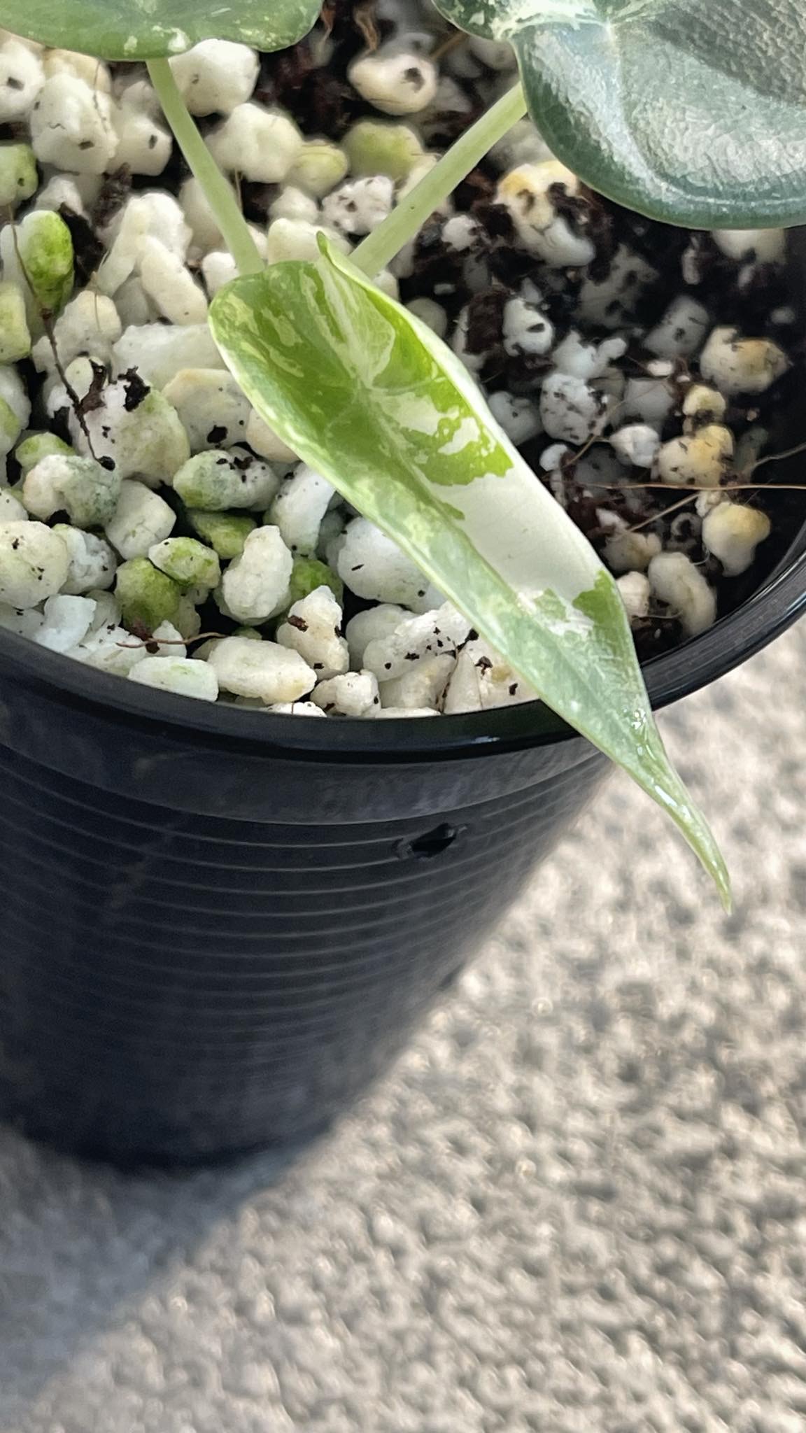 Alocasia Maharani Albo Variegated