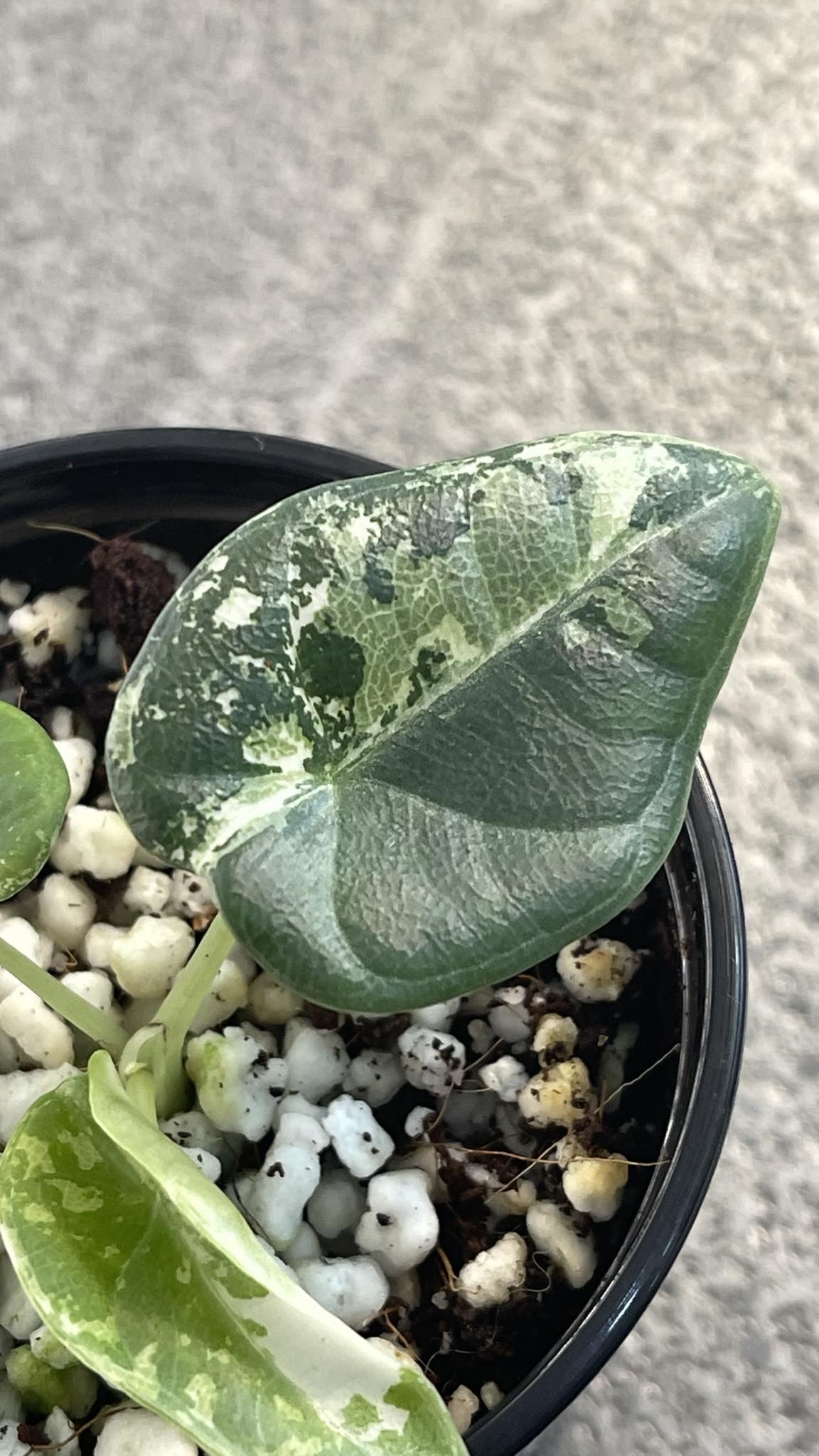 Alocasia Maharani Albo Variegated