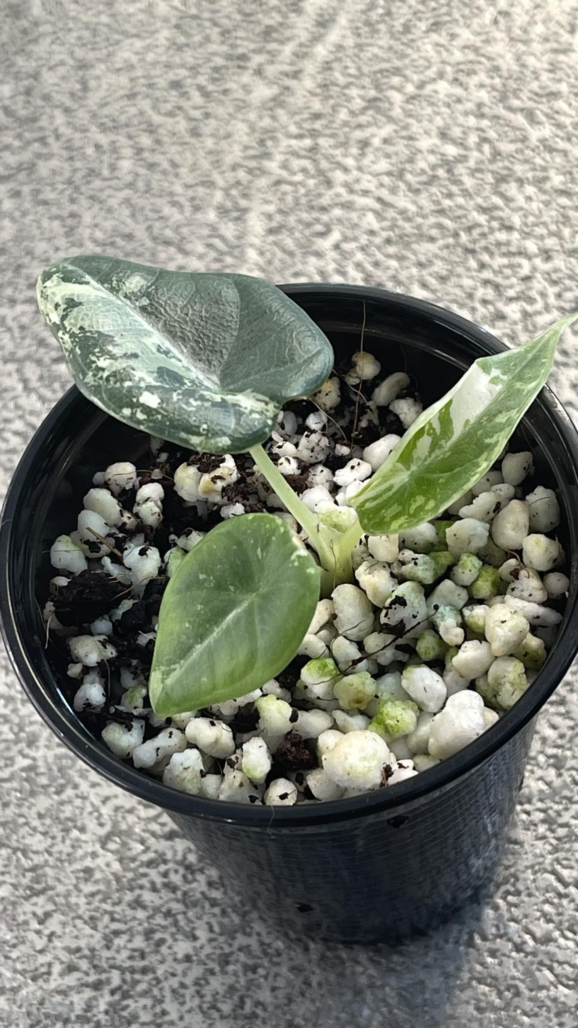 Alocasia Maharani Albo Variegated