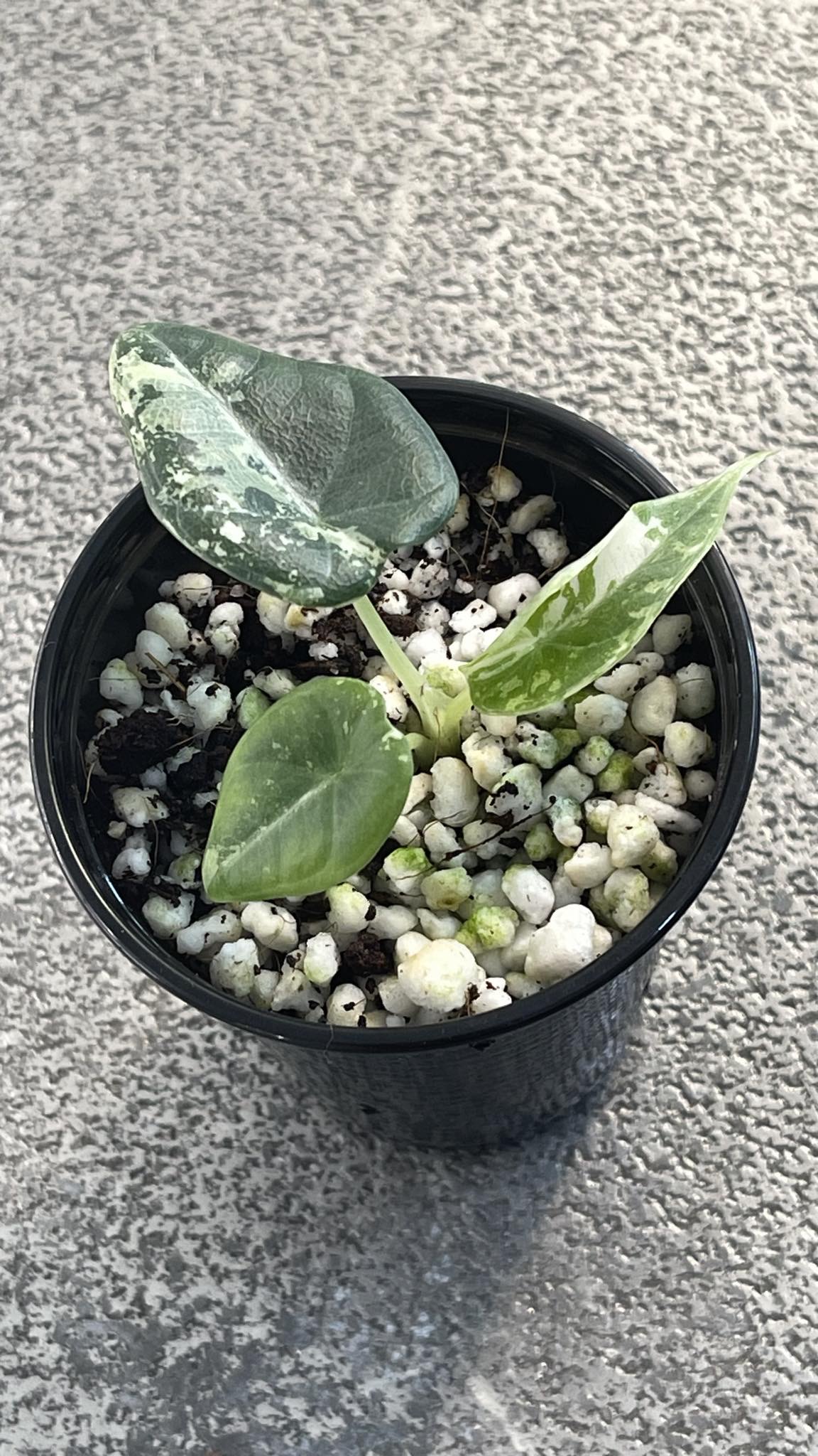 Alocasia Maharani Albo Variegated