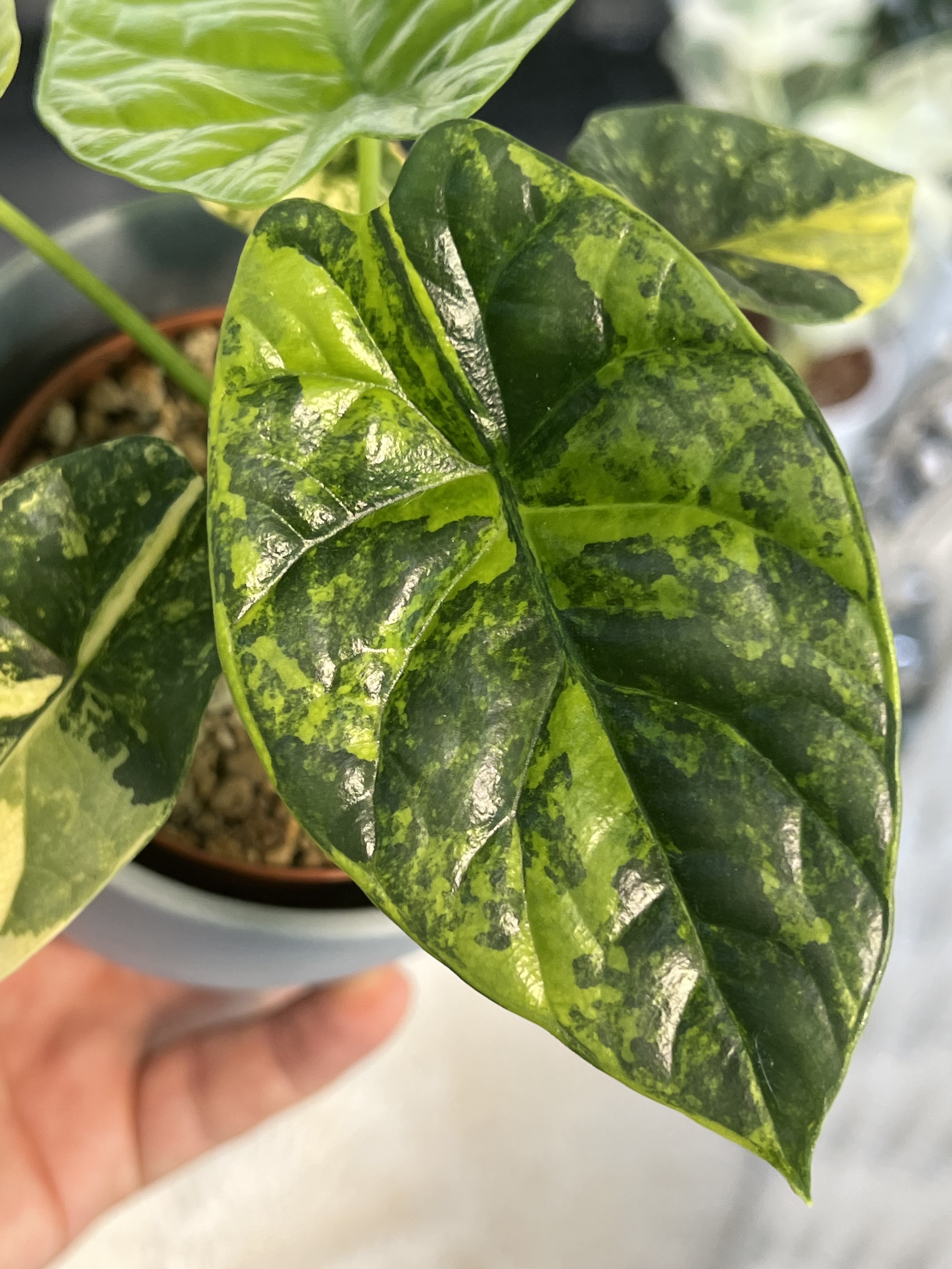 Alocasia Sinuata Aurea Variegated 2