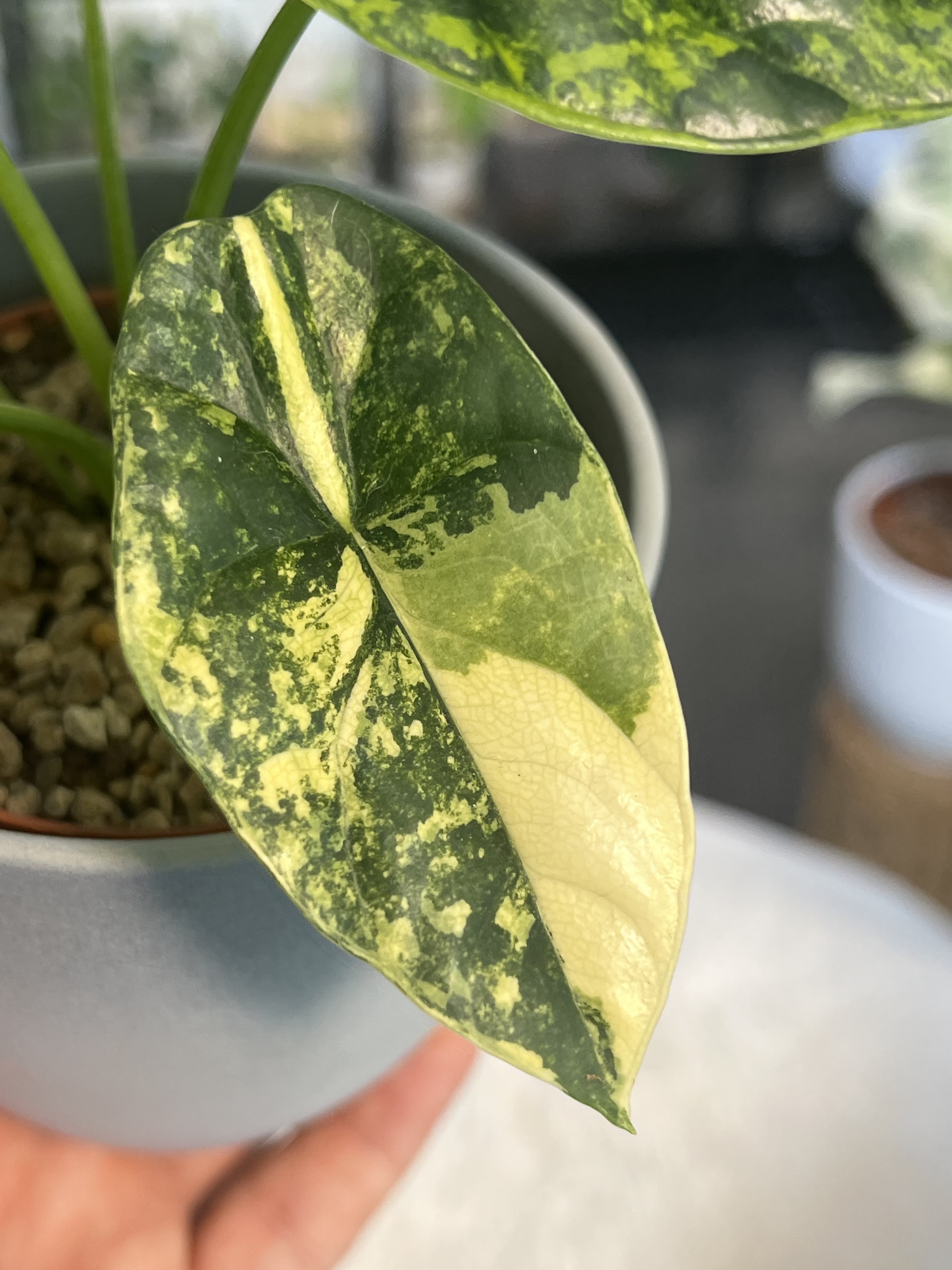 Alocasia Sinuata Aurea Variegated 2