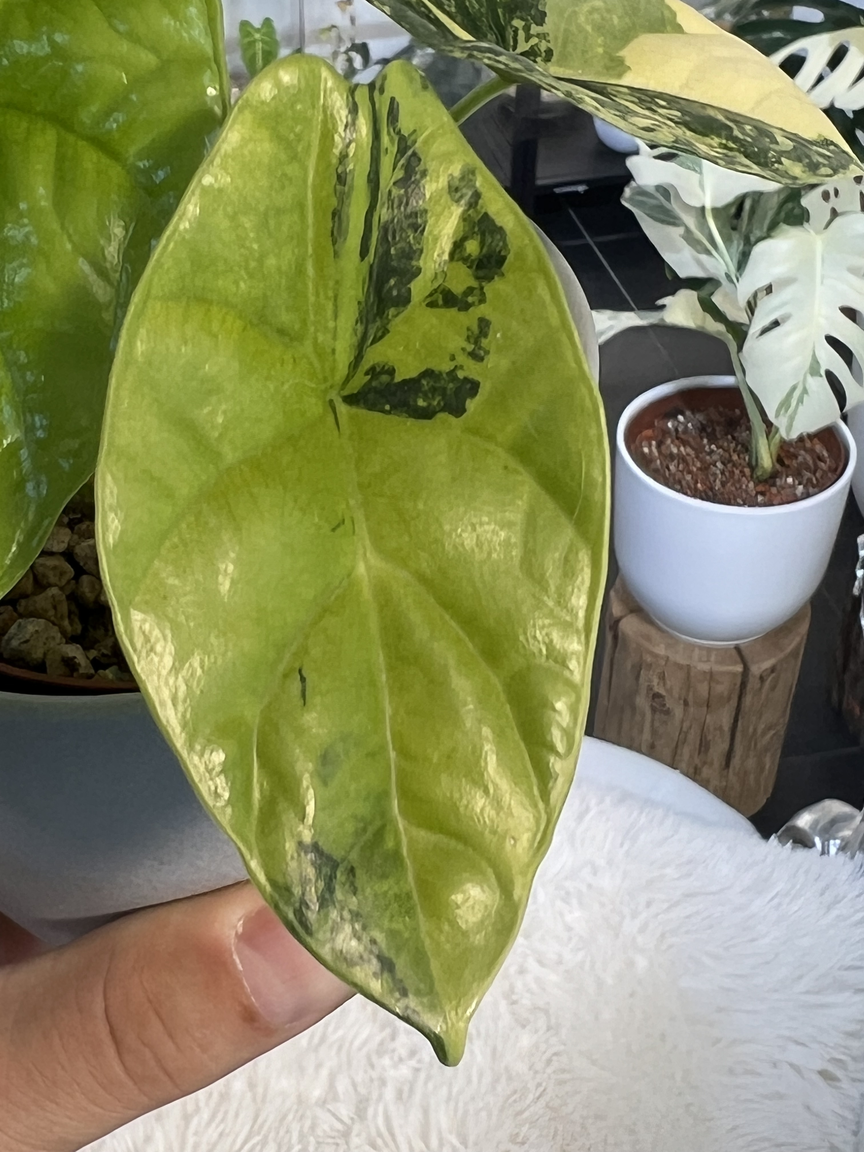 Alocasia Sinuata Aurea Variegated 2