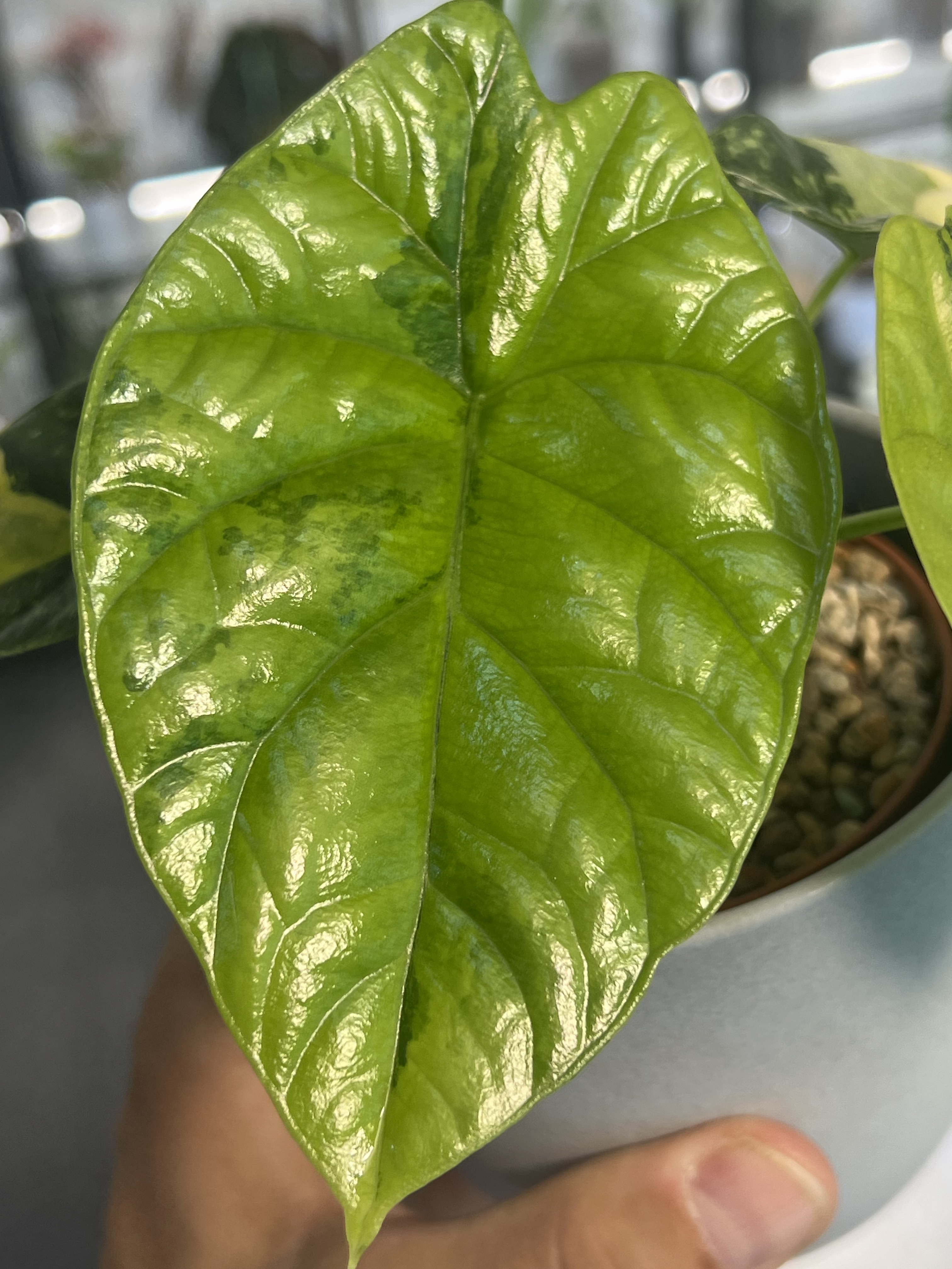 Alocasia Sinuata Aurea Variegated 2