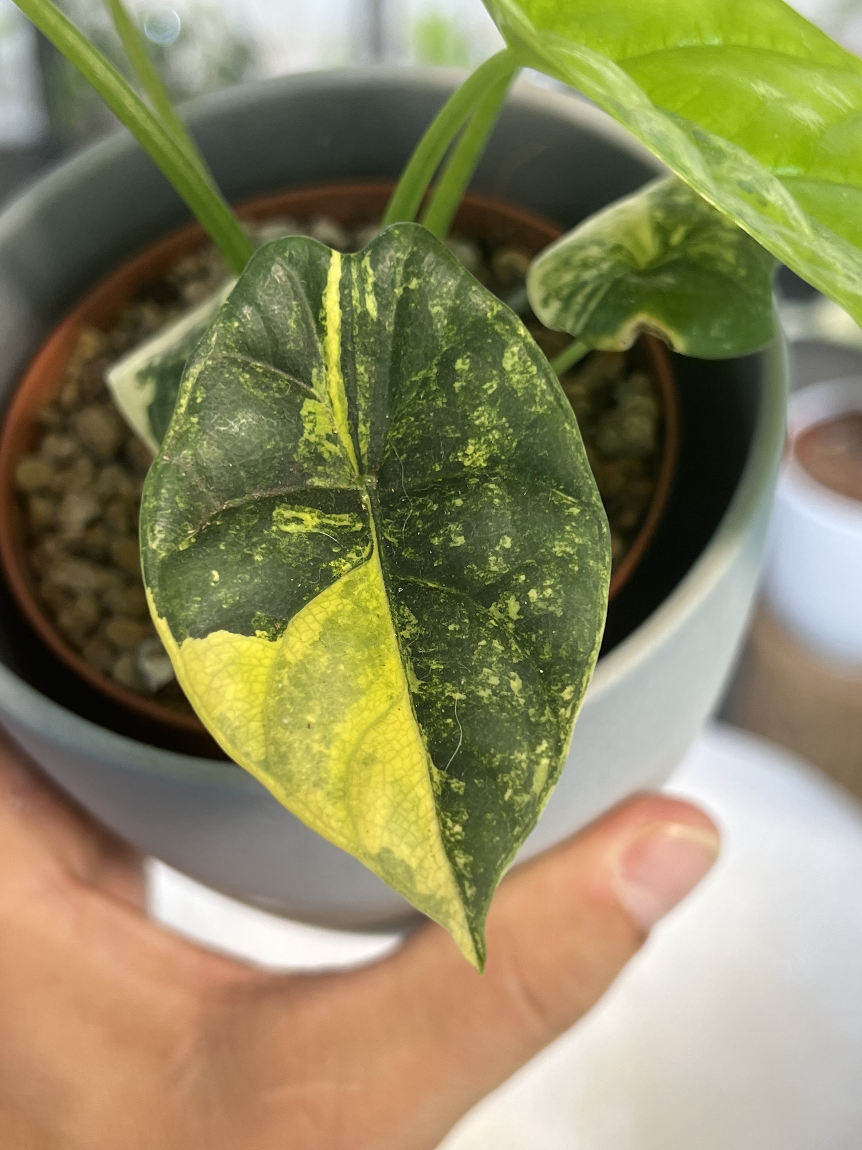 Alocasia Sinuata Aurea Variegated 2