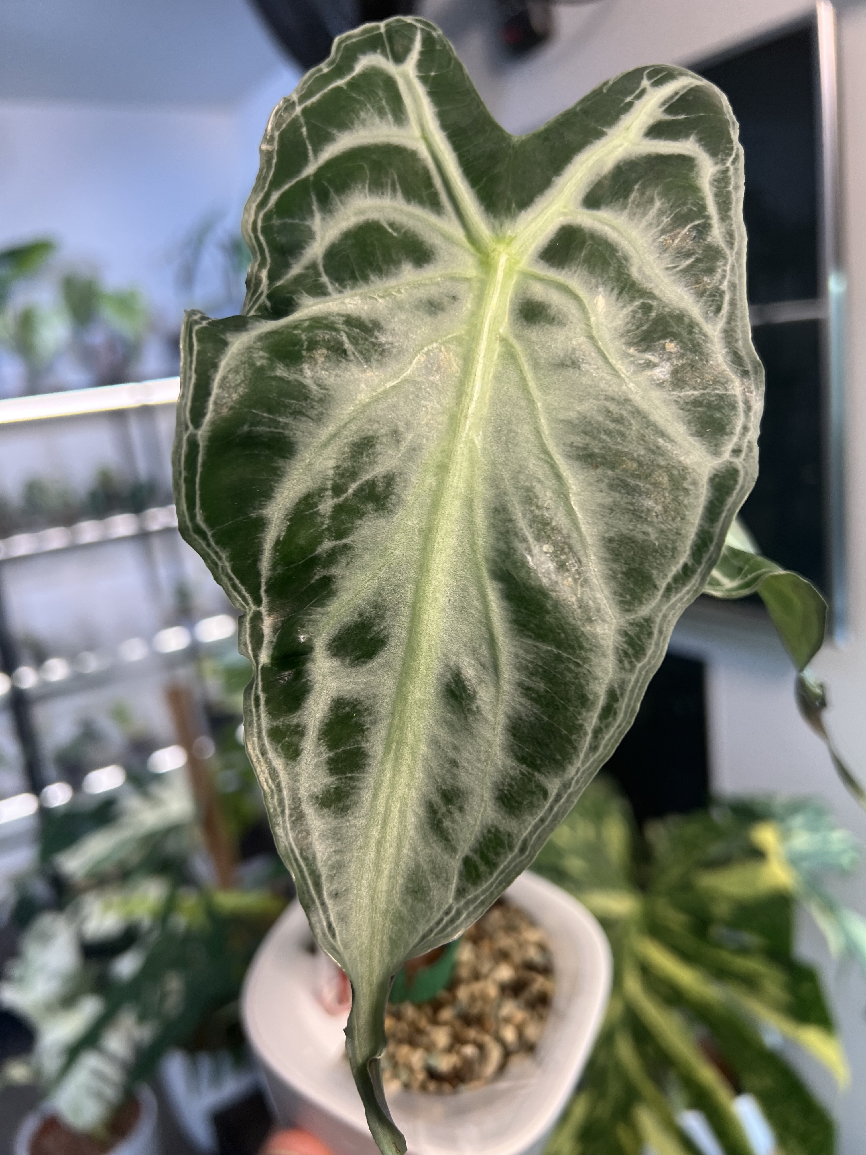 Alocasia Venom Variegated