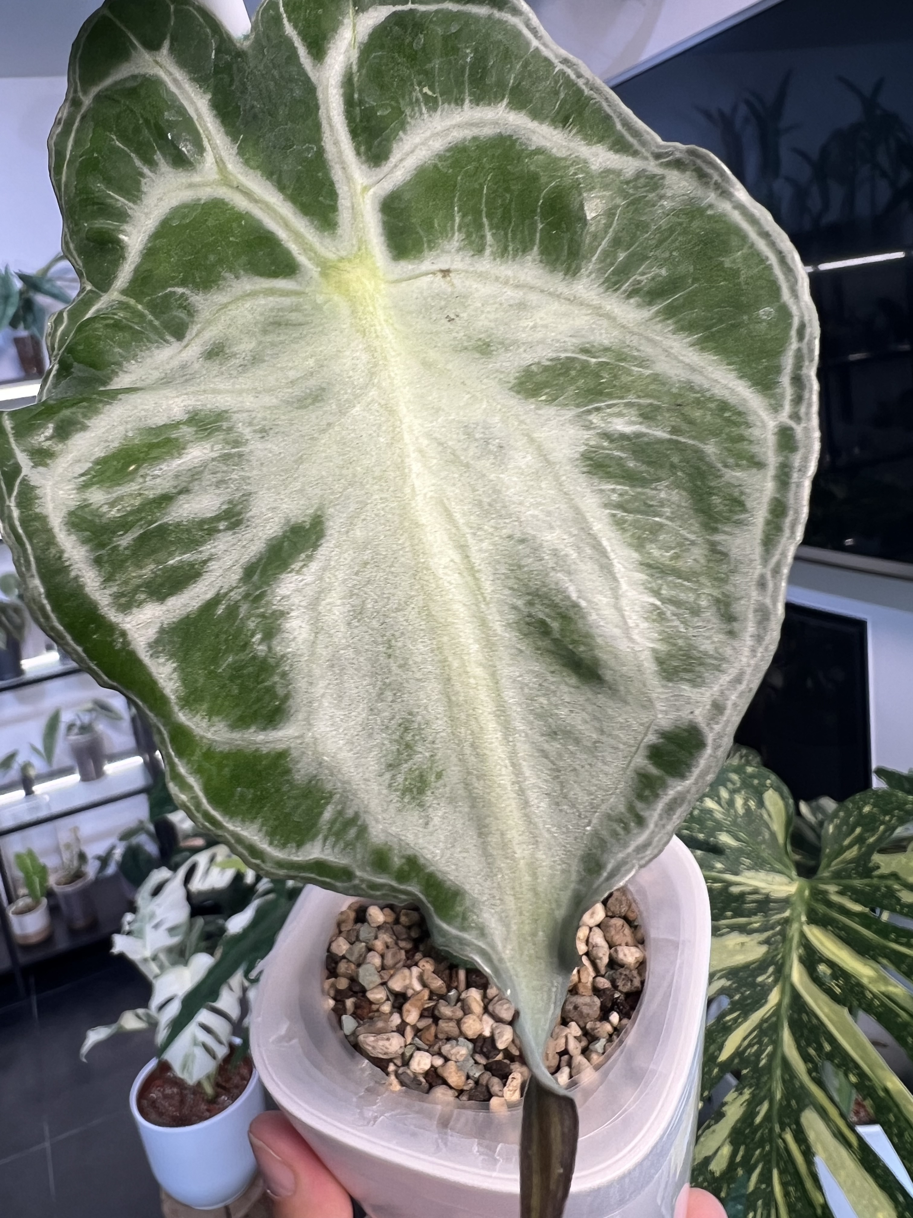 Alocasia Venom Variegated