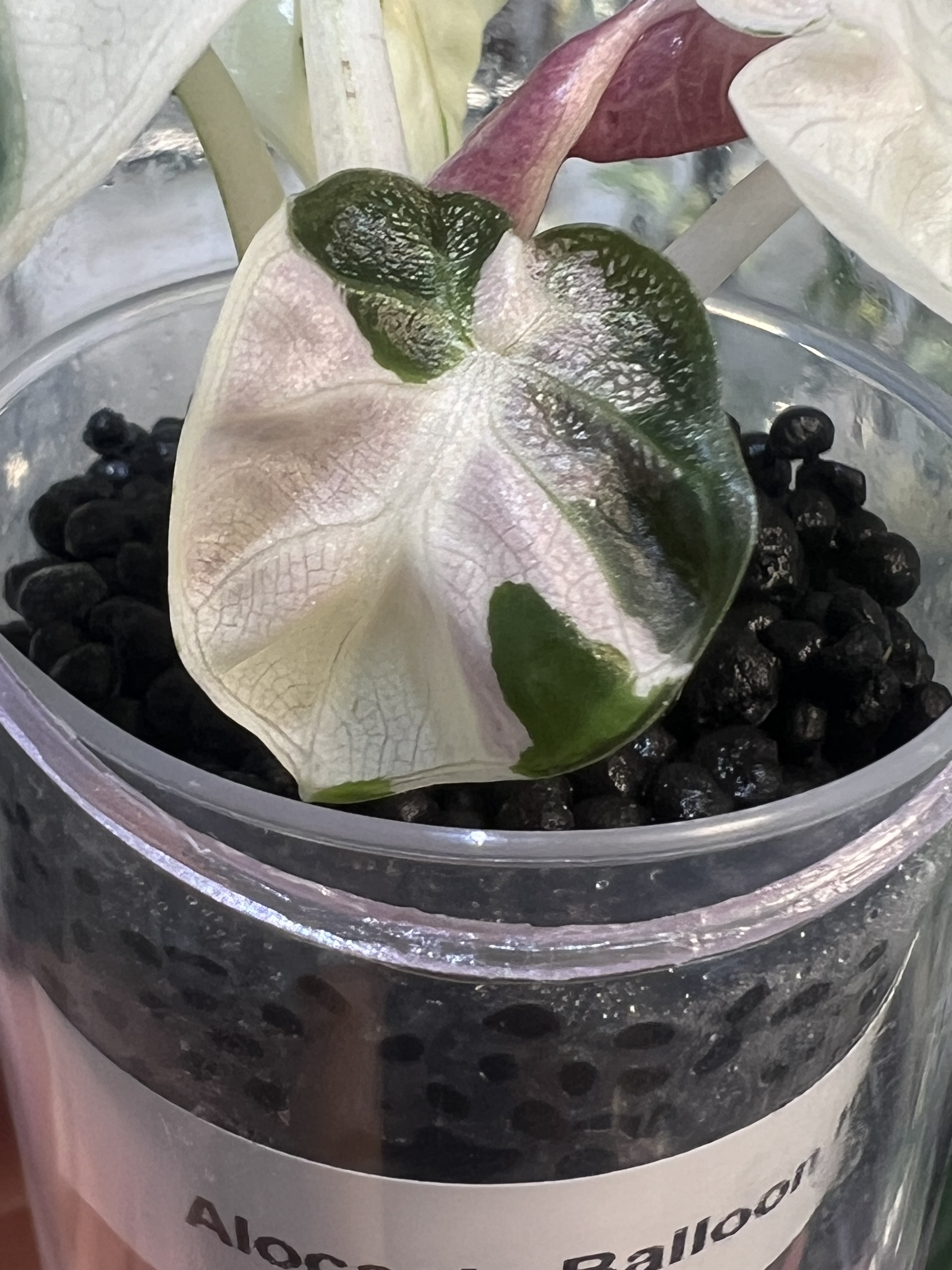 Alocasia Balloon Heart Variegated