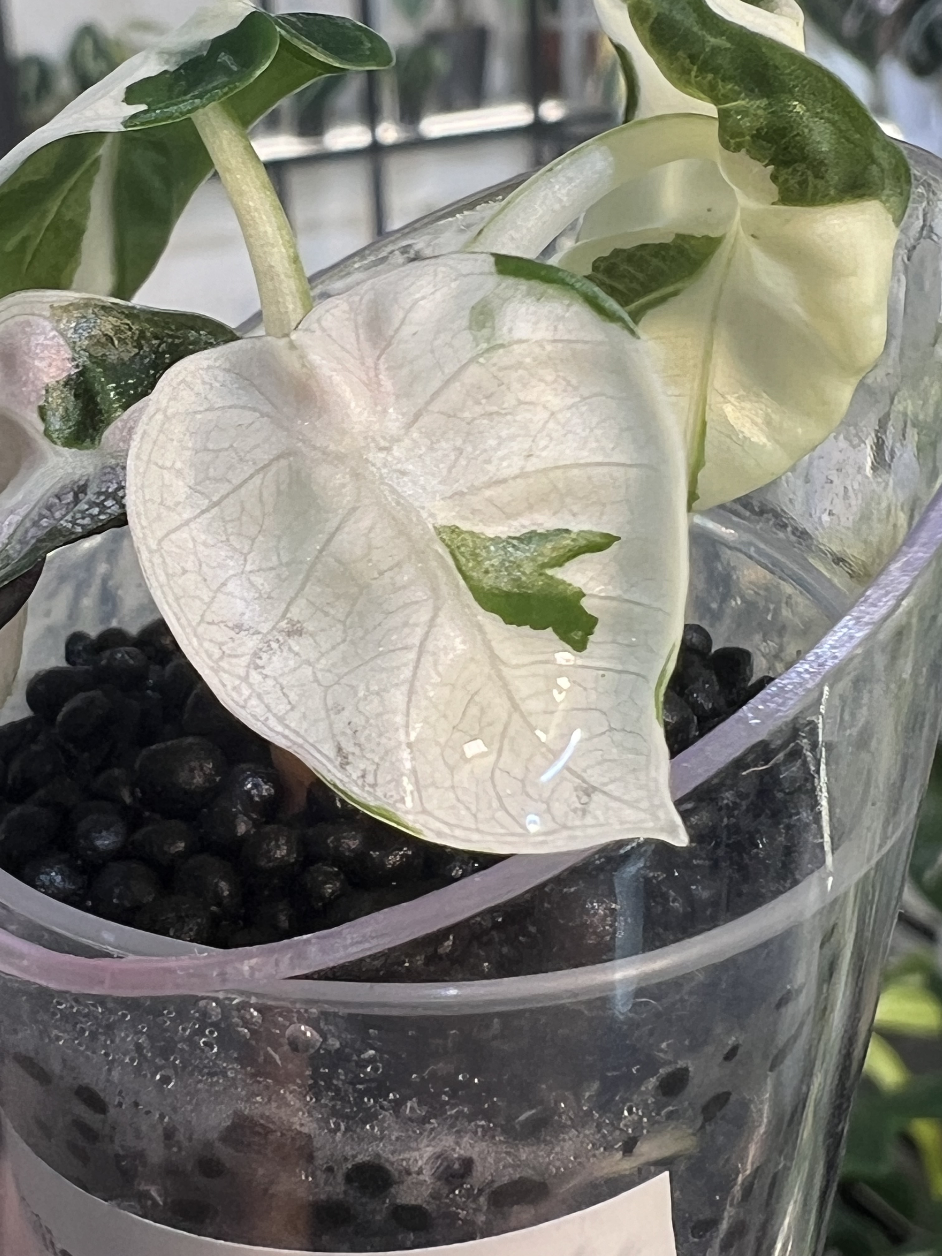 Alocasia Balloon Heart Variegated