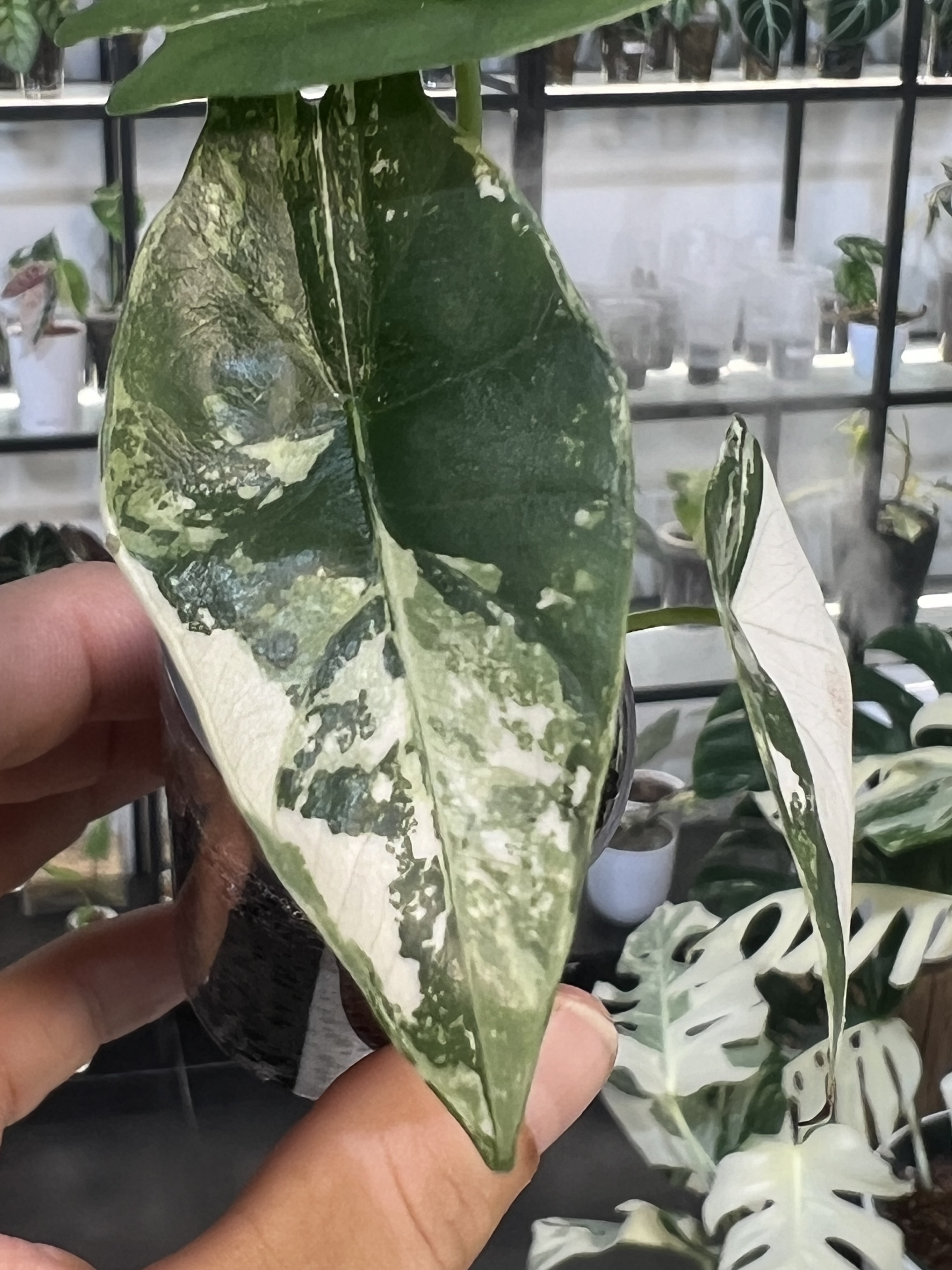 Alocasia Simpo Albo Variegated