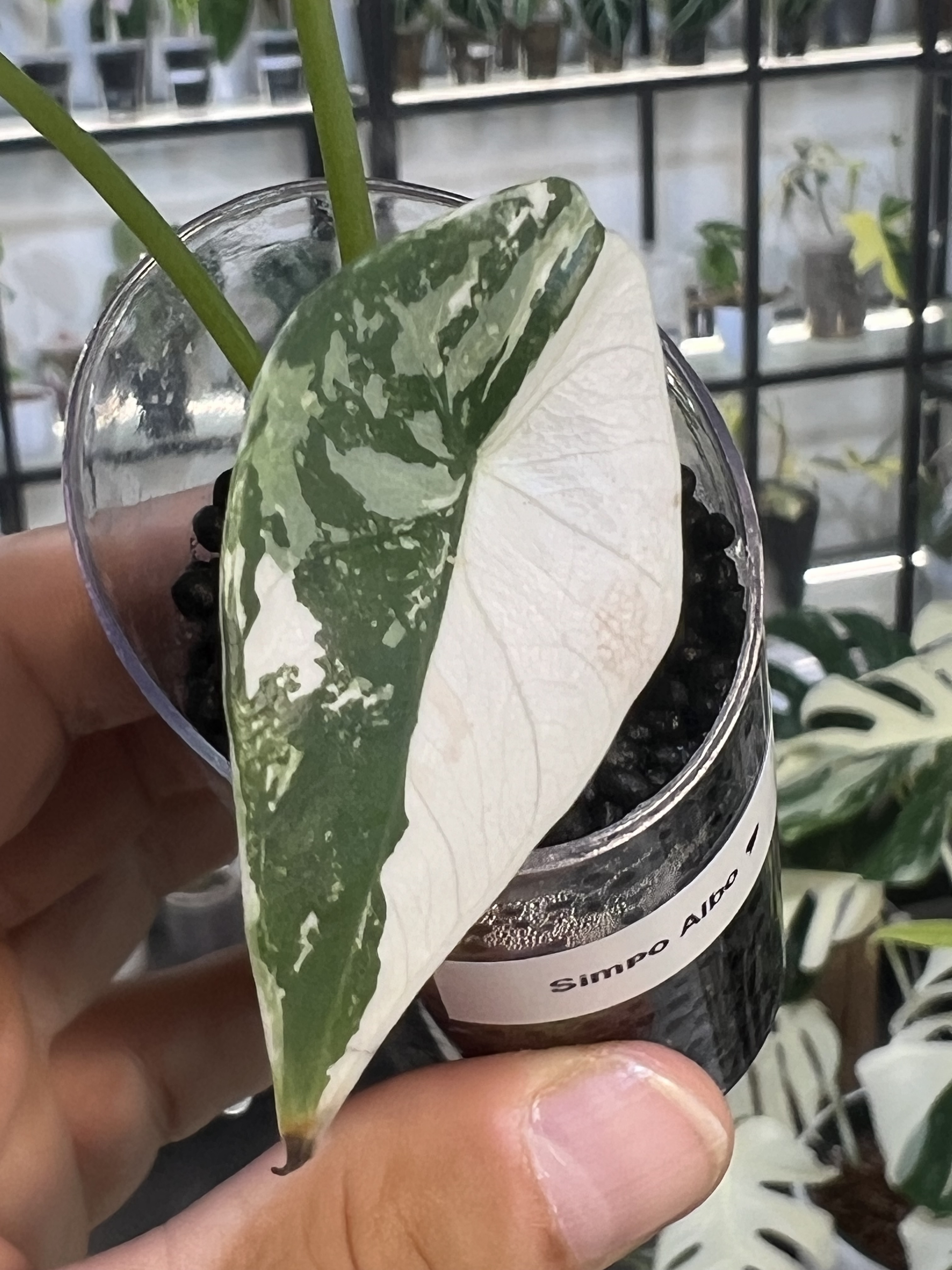 Alocasia Simpo Albo Variegated